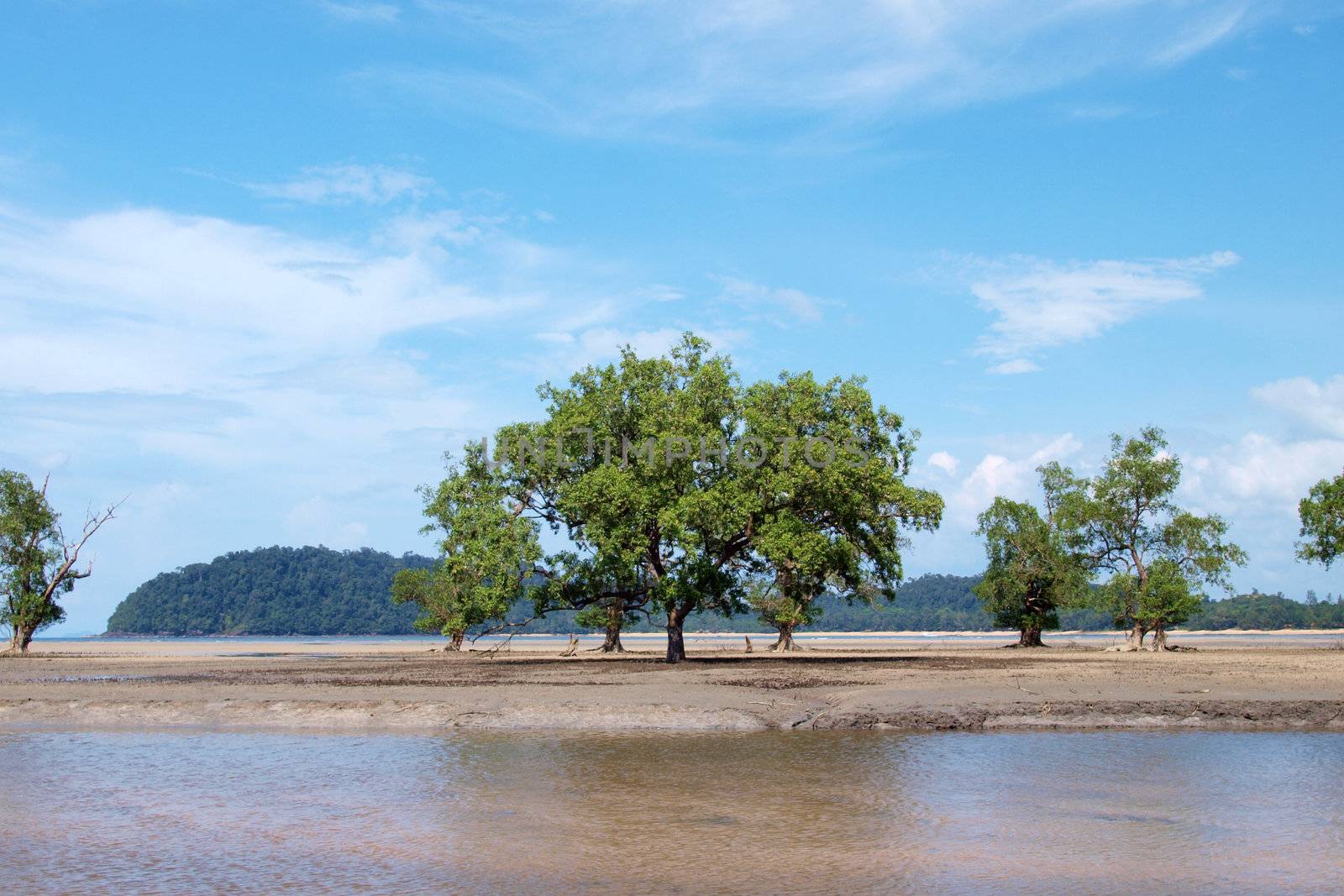lanscape of tropical beach with mangrove tree in southern of Thailand