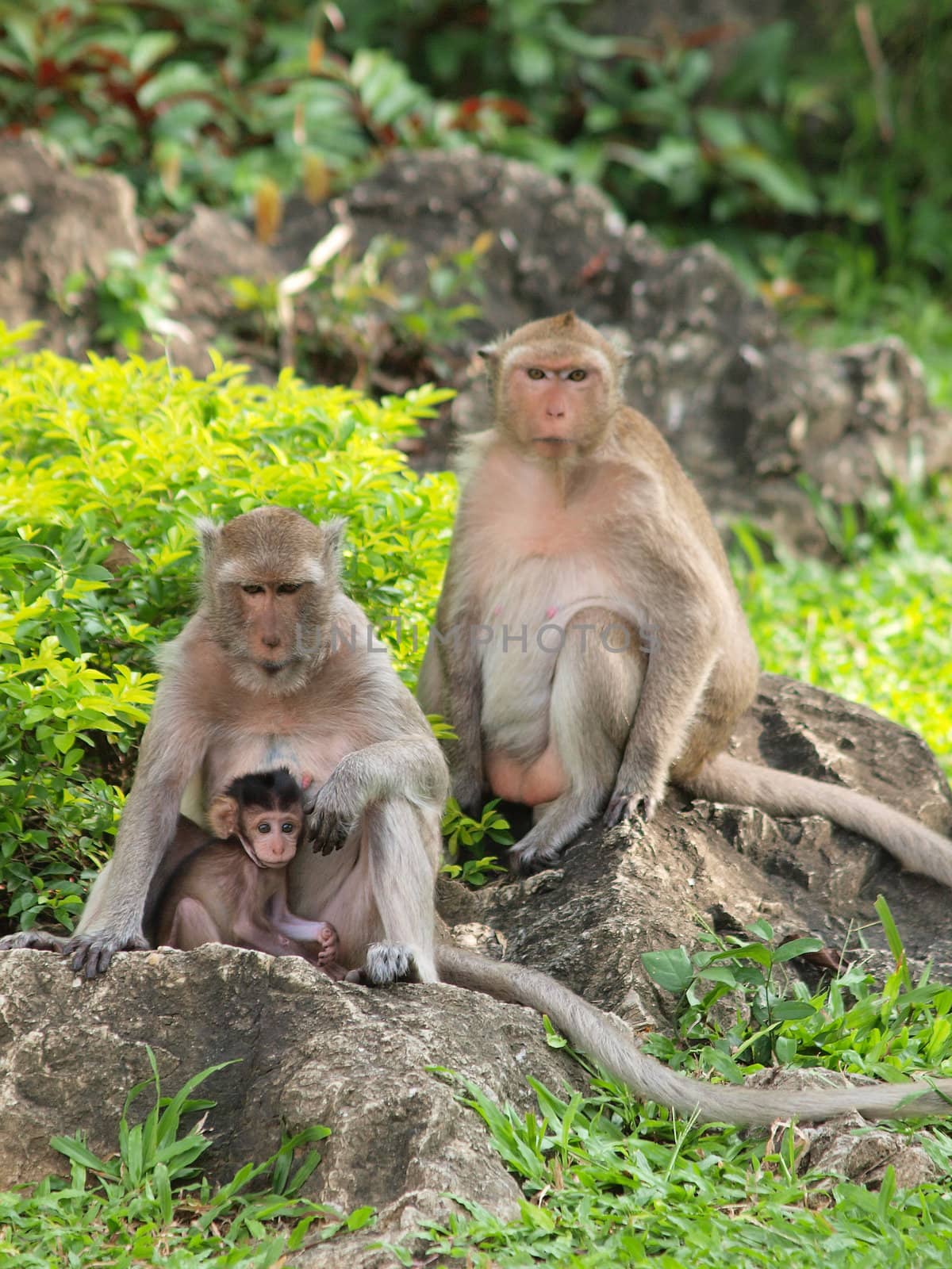 Monkey family (Macaca fascicularis) at khao wang ,Petchburi Thai by jakgree