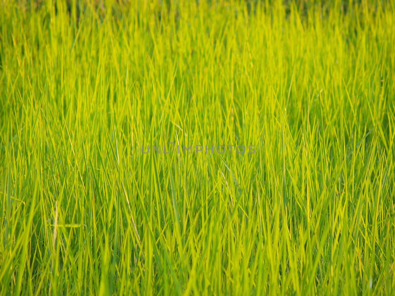 Green rice field in Thailand by jakgree