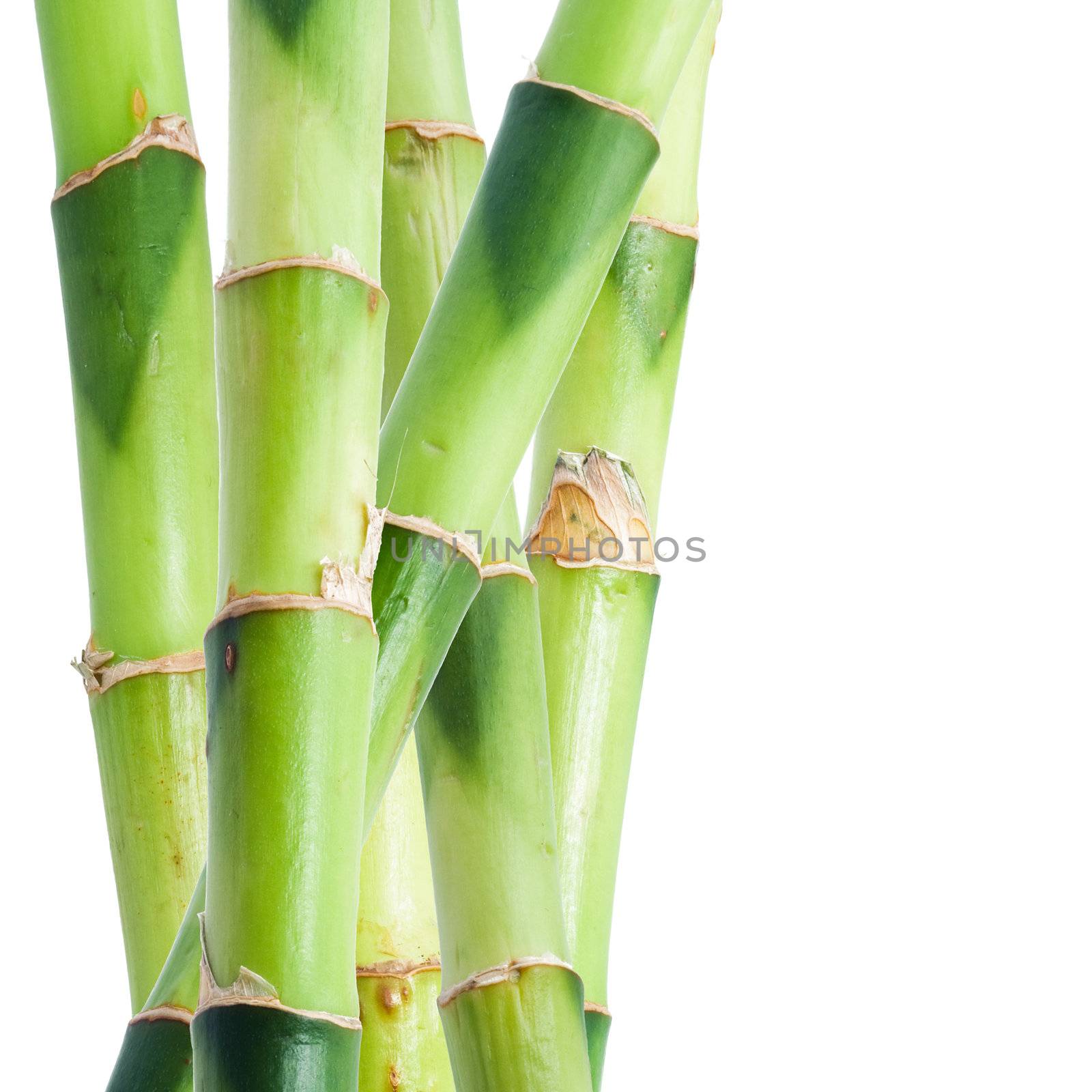 Green bamboo isolated on white