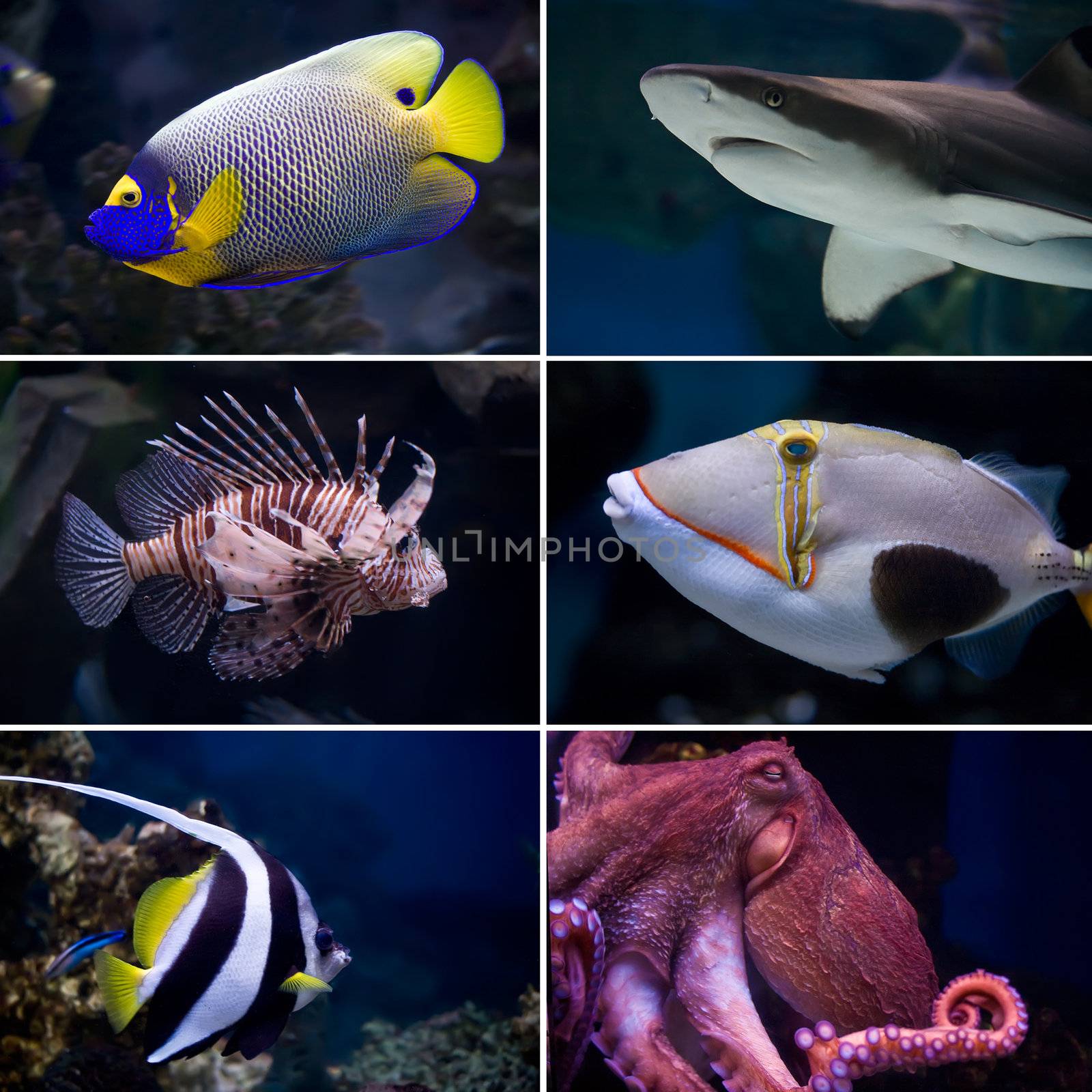 Beautiful tropical fish collection
