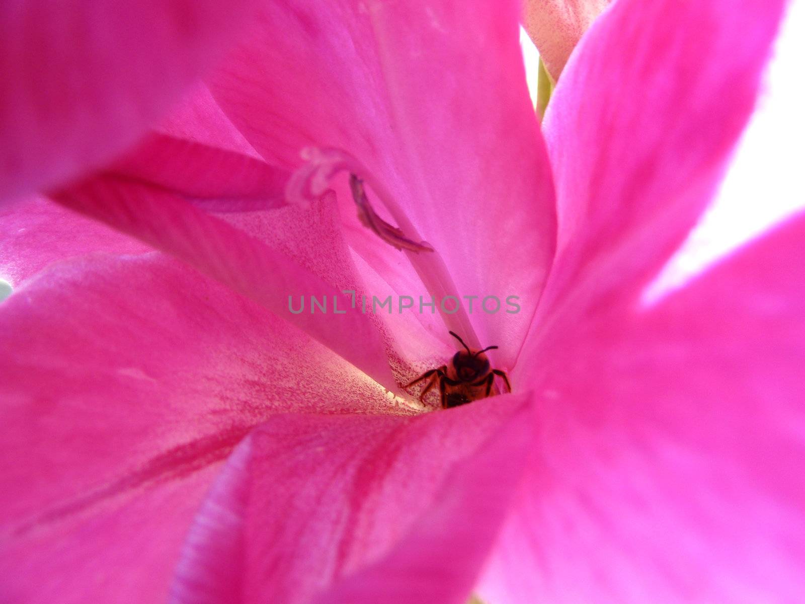 bee in flower by gazmoi