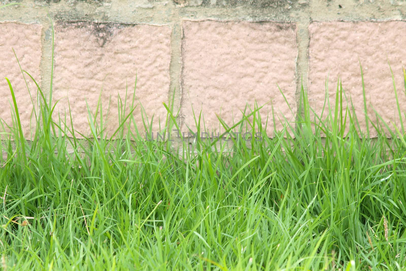 Green grass on a brick wall   by jakgree