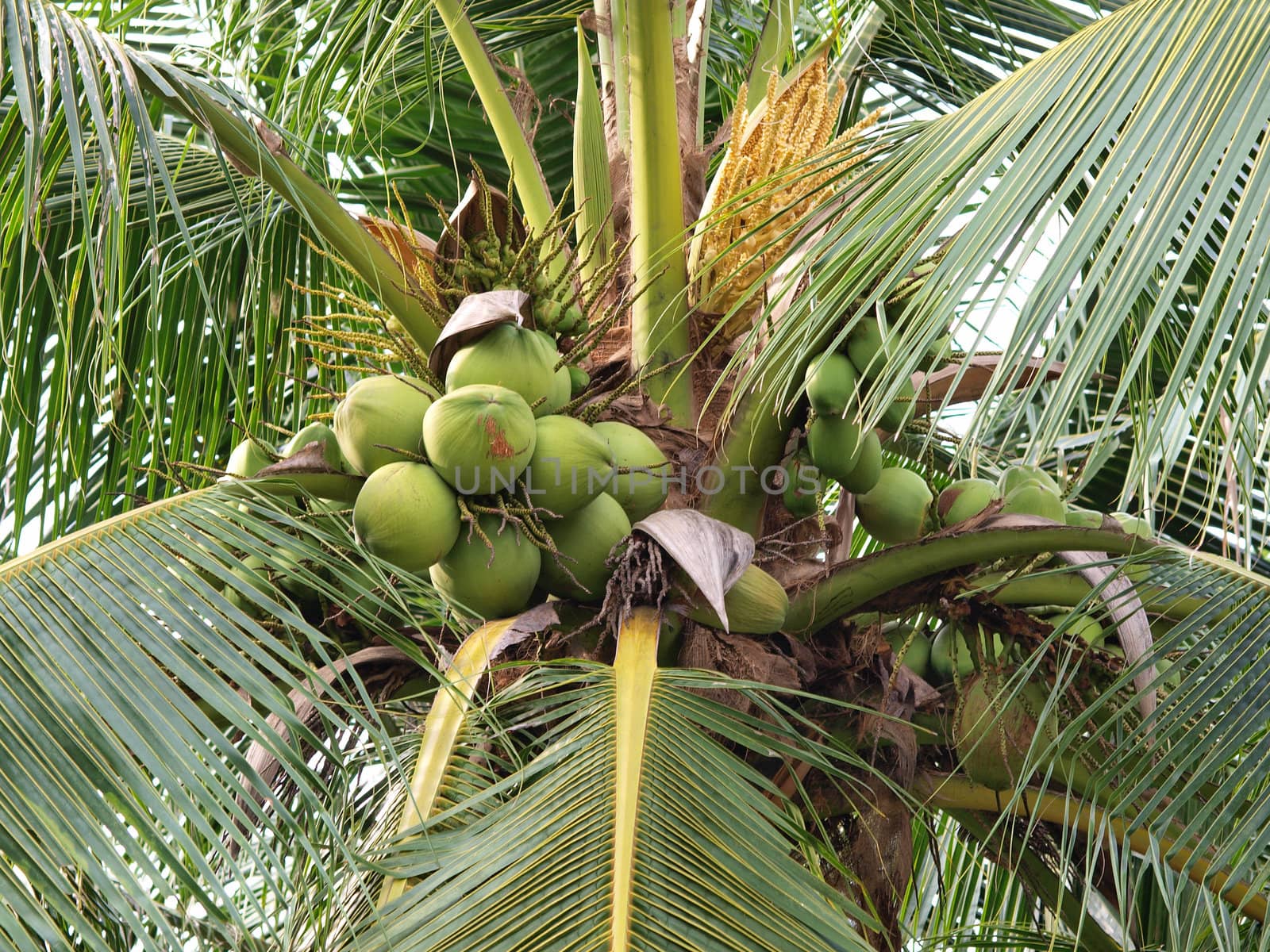 Coconut on tree     