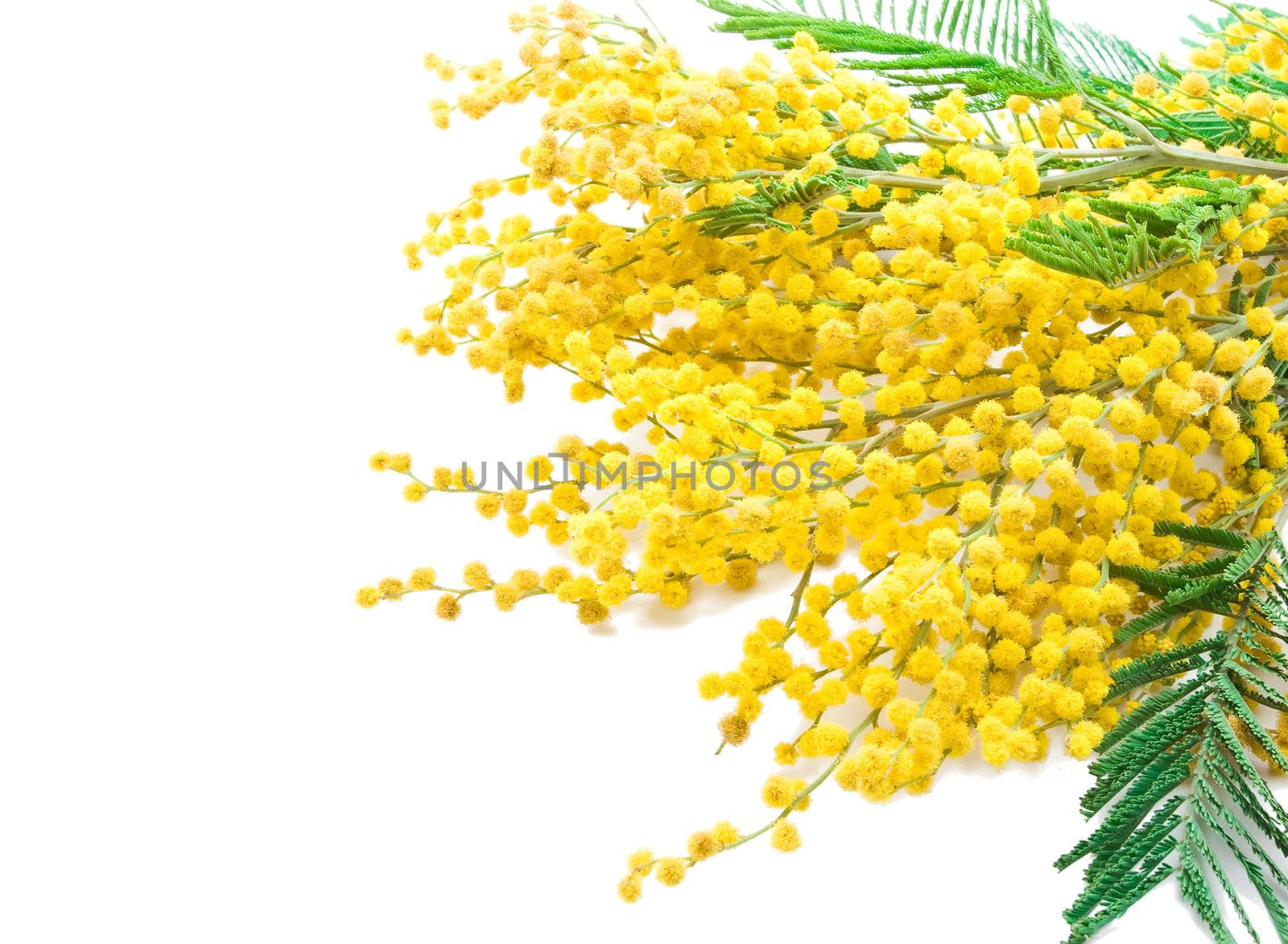 Mimosa isolated on white background