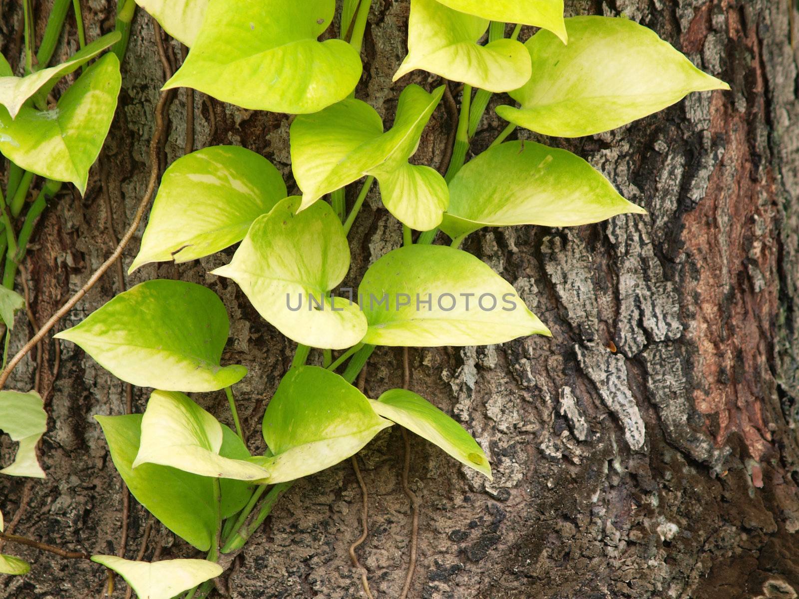 Pothos foliage on tree bark by jakgree