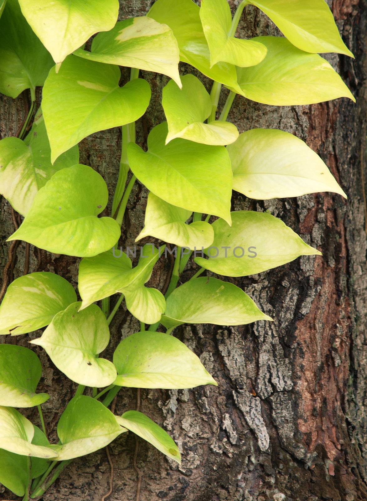 pothos foliage on tree bark    