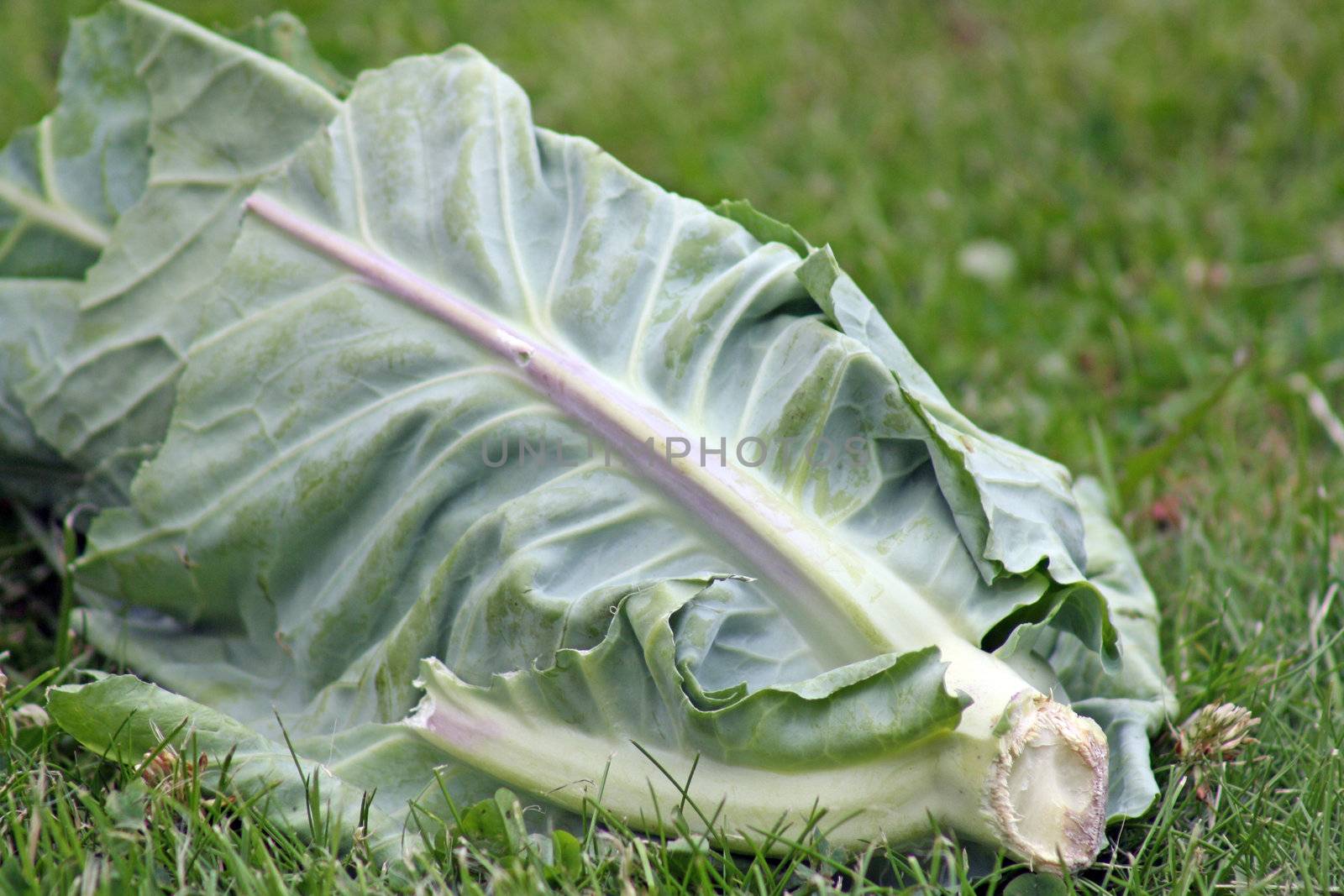 half eaten cabbage