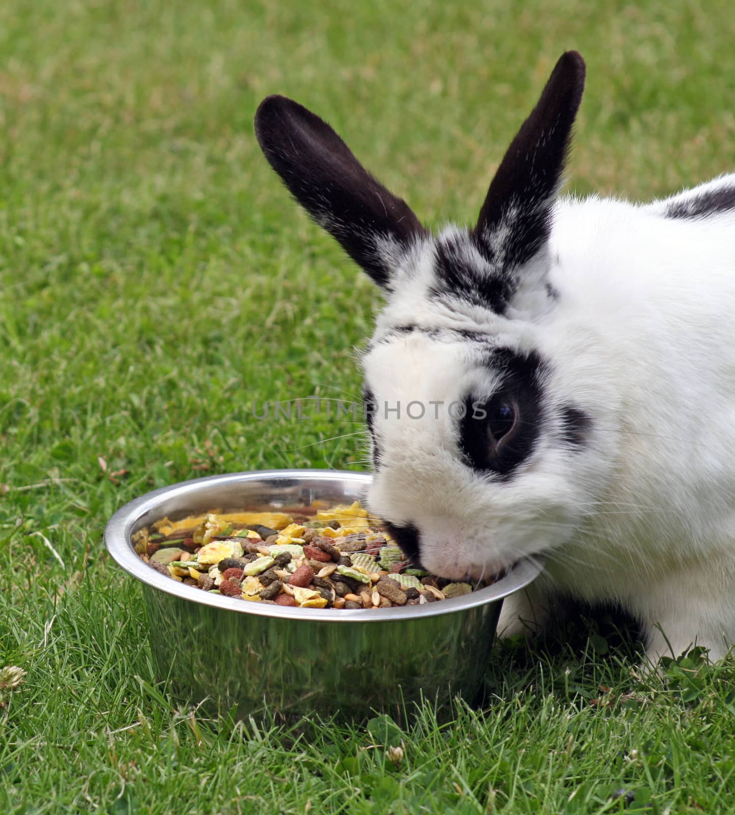 rabbit in the garden