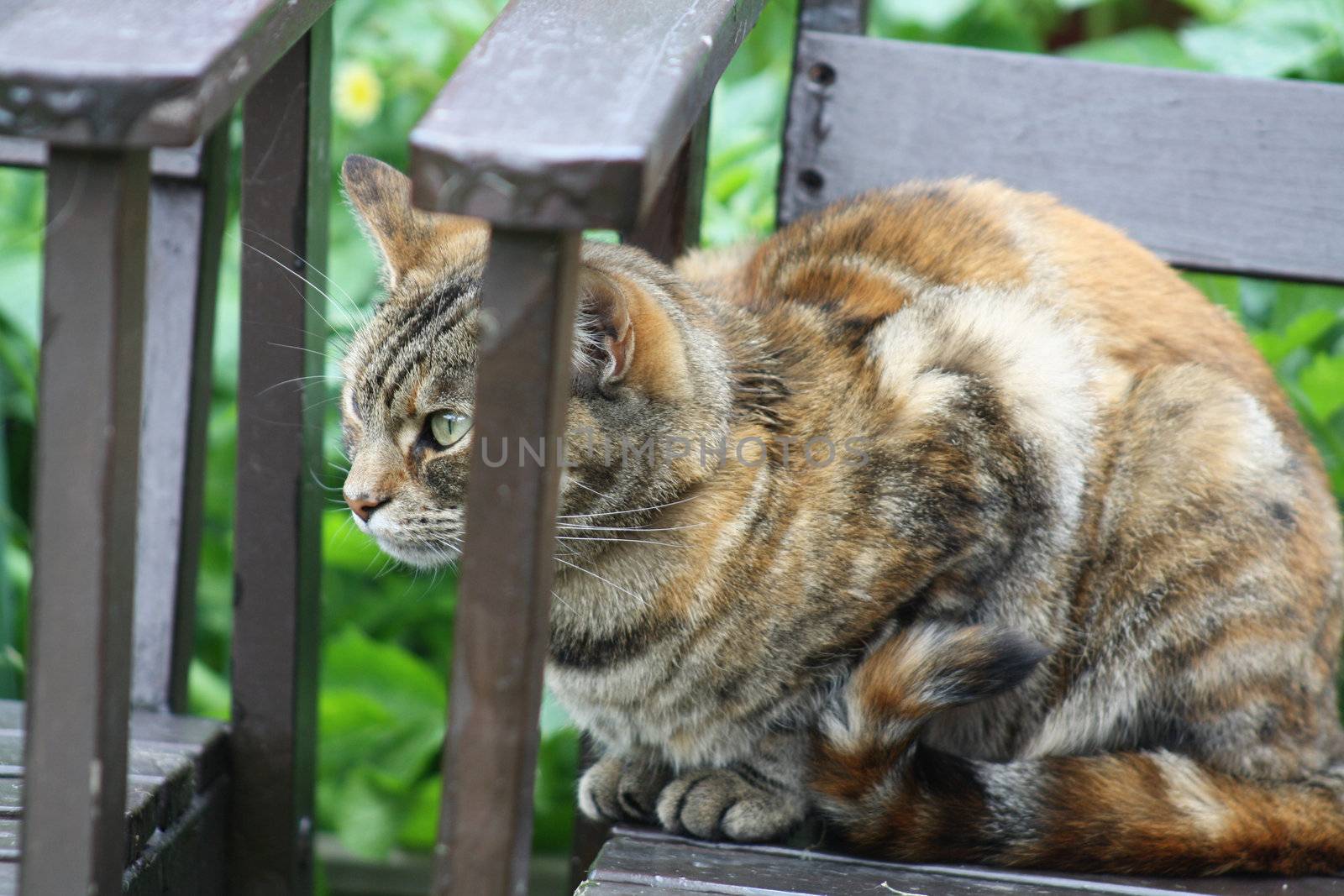 stunning tabby cat 