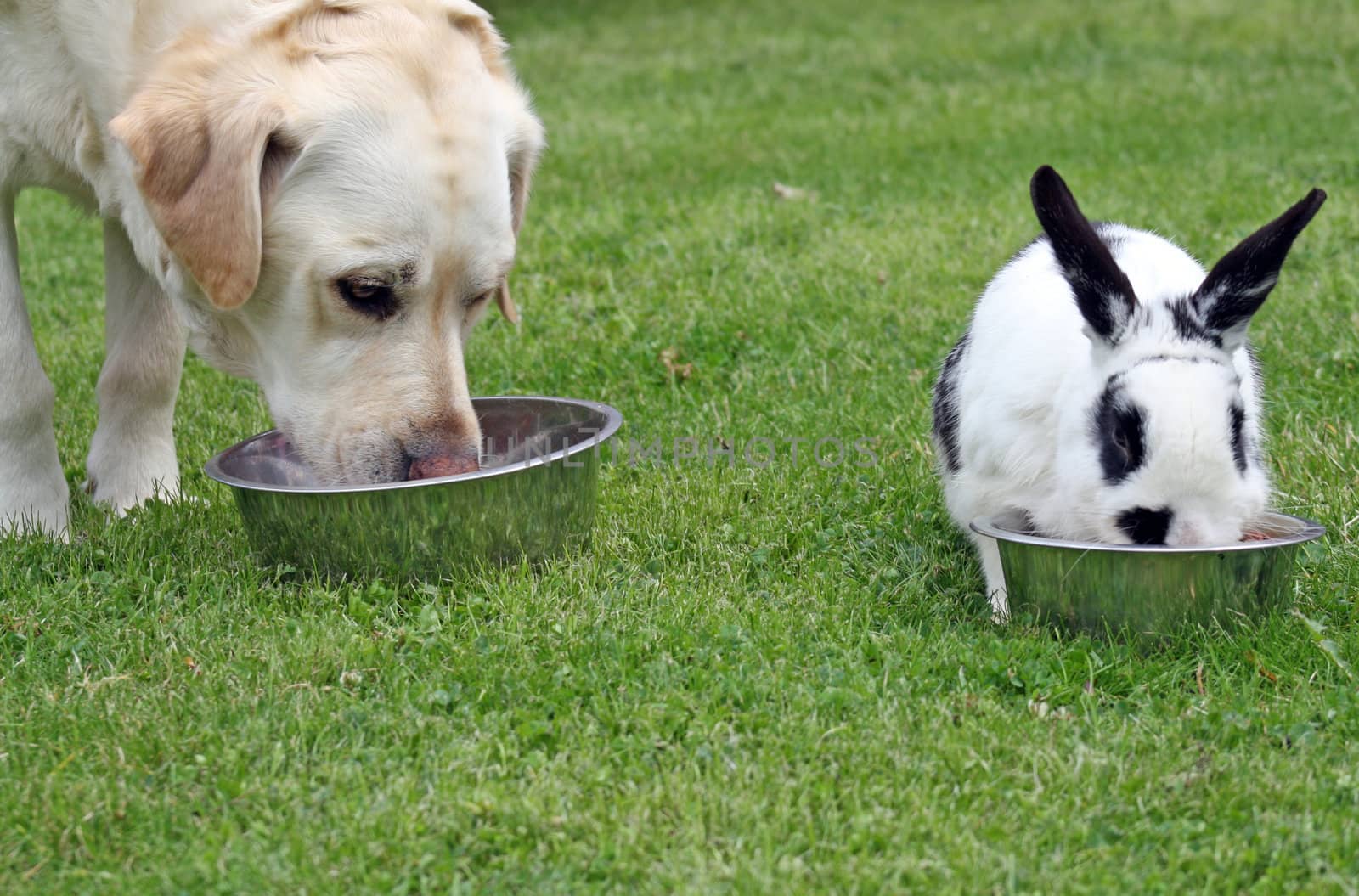 dog and rabbit in the garden