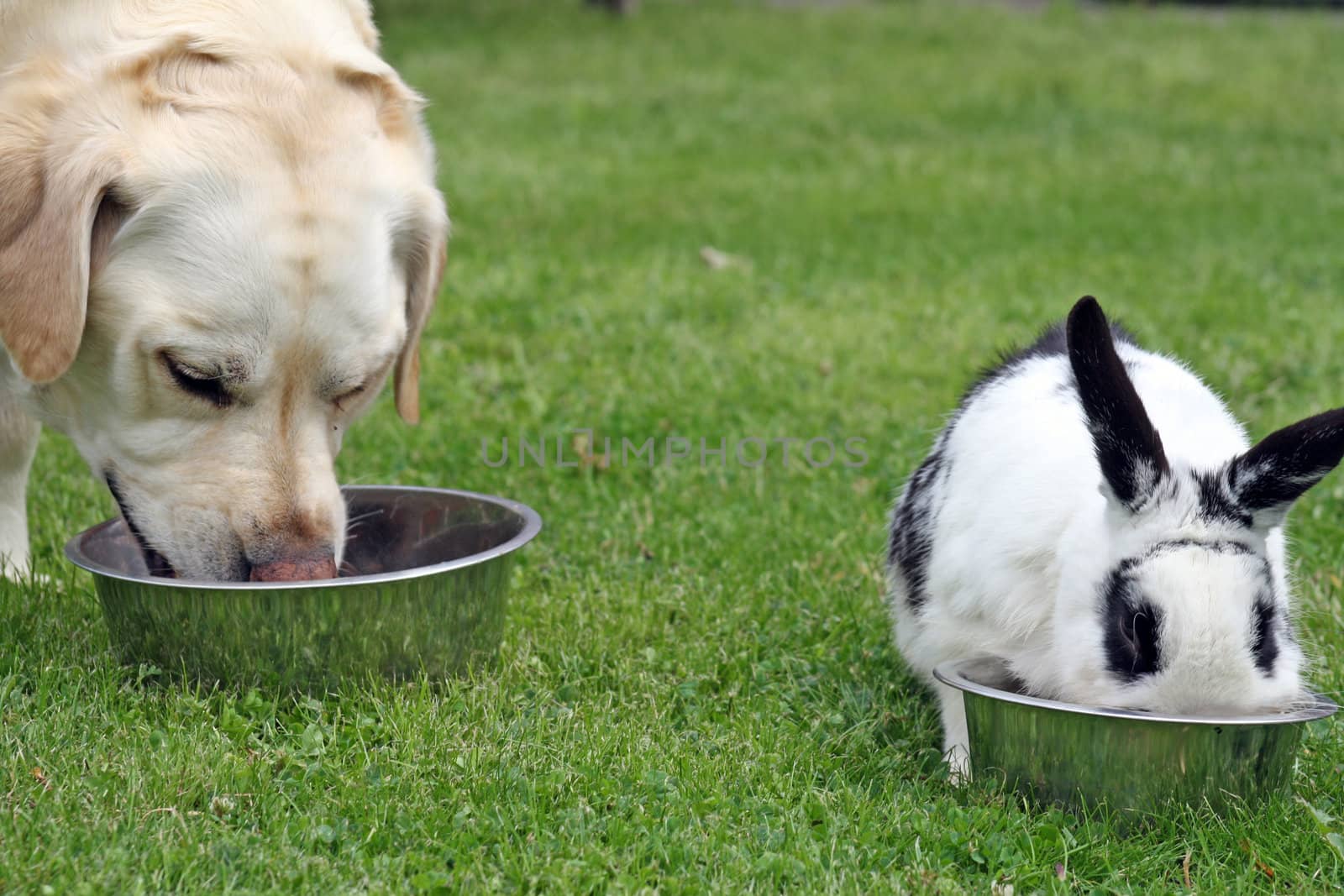 dog and rabbit in the garden
