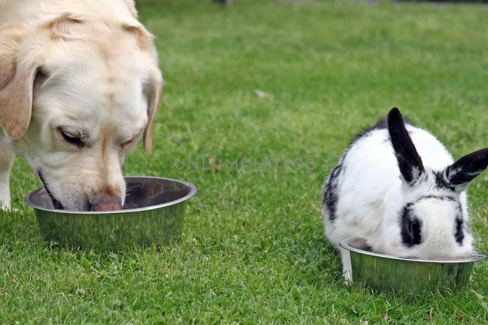 dog and rabbit by lizapixels