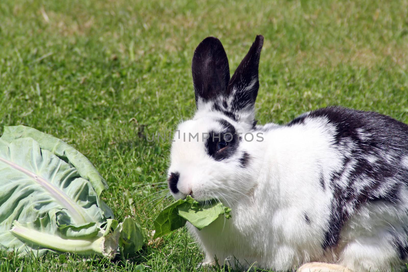 rabbit eating cabbage in the garden