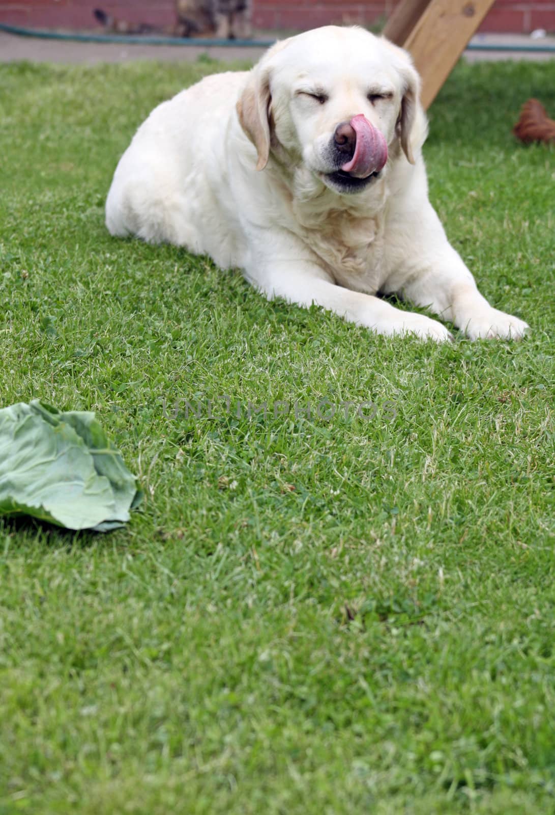 labrador pet dog