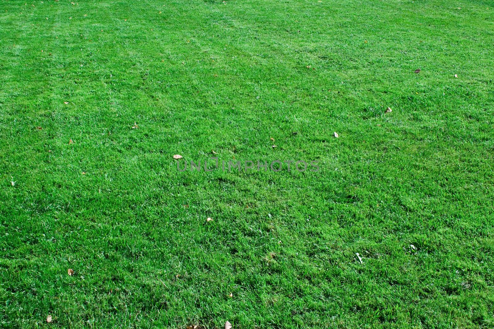 Green lawn. it can be used as background