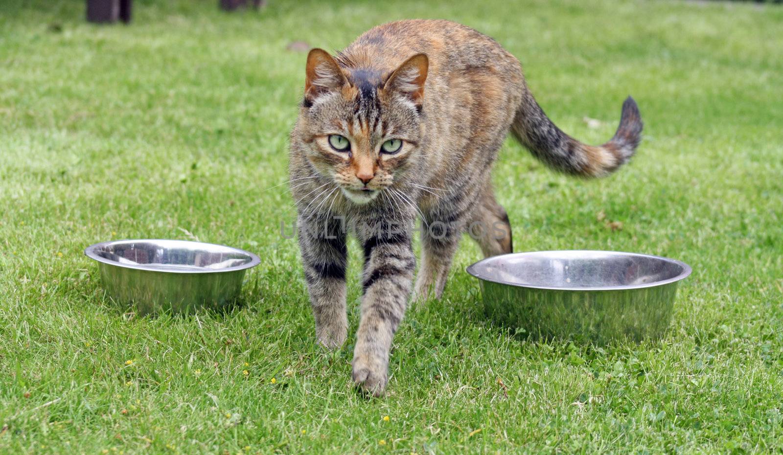 tabby cat  in the garden