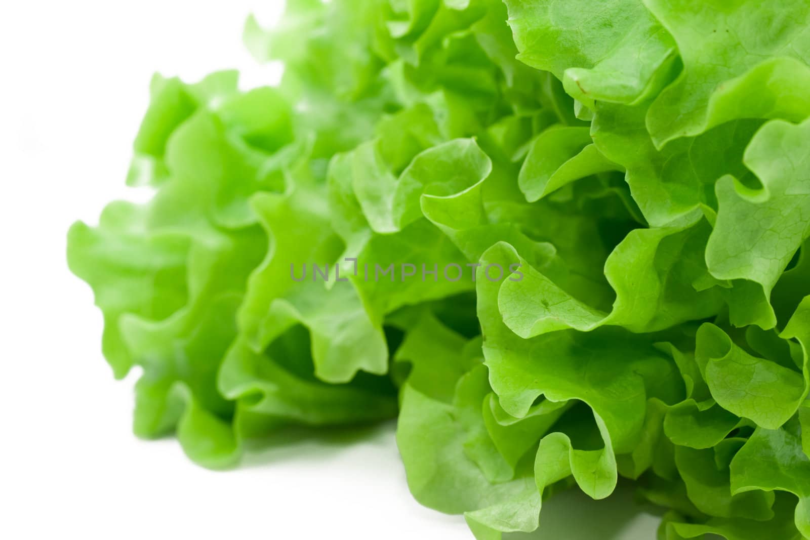 Fresh green Lettuce salad