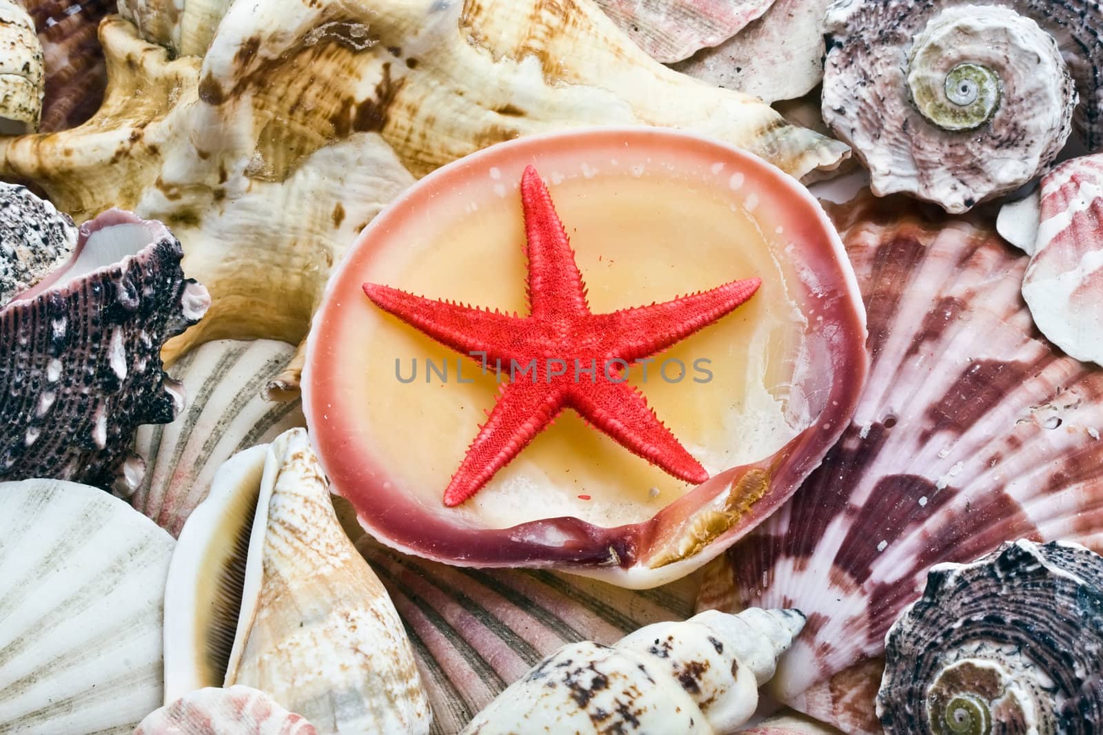 Tropical shells on white sand