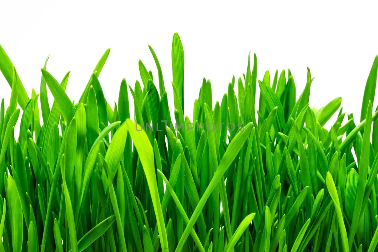 Fresh green grass on white isolated background