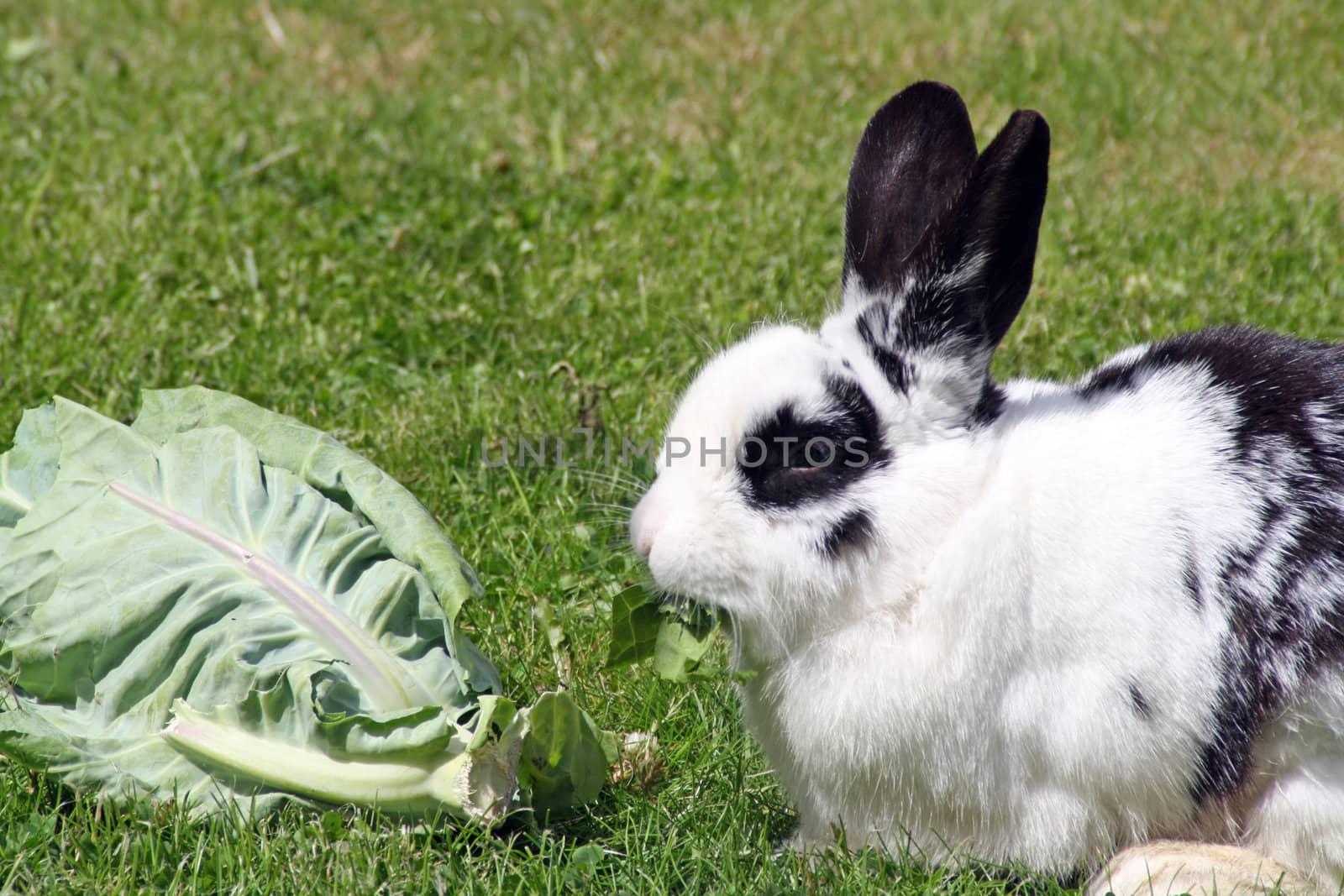 rabbit eating cabbage in the garden