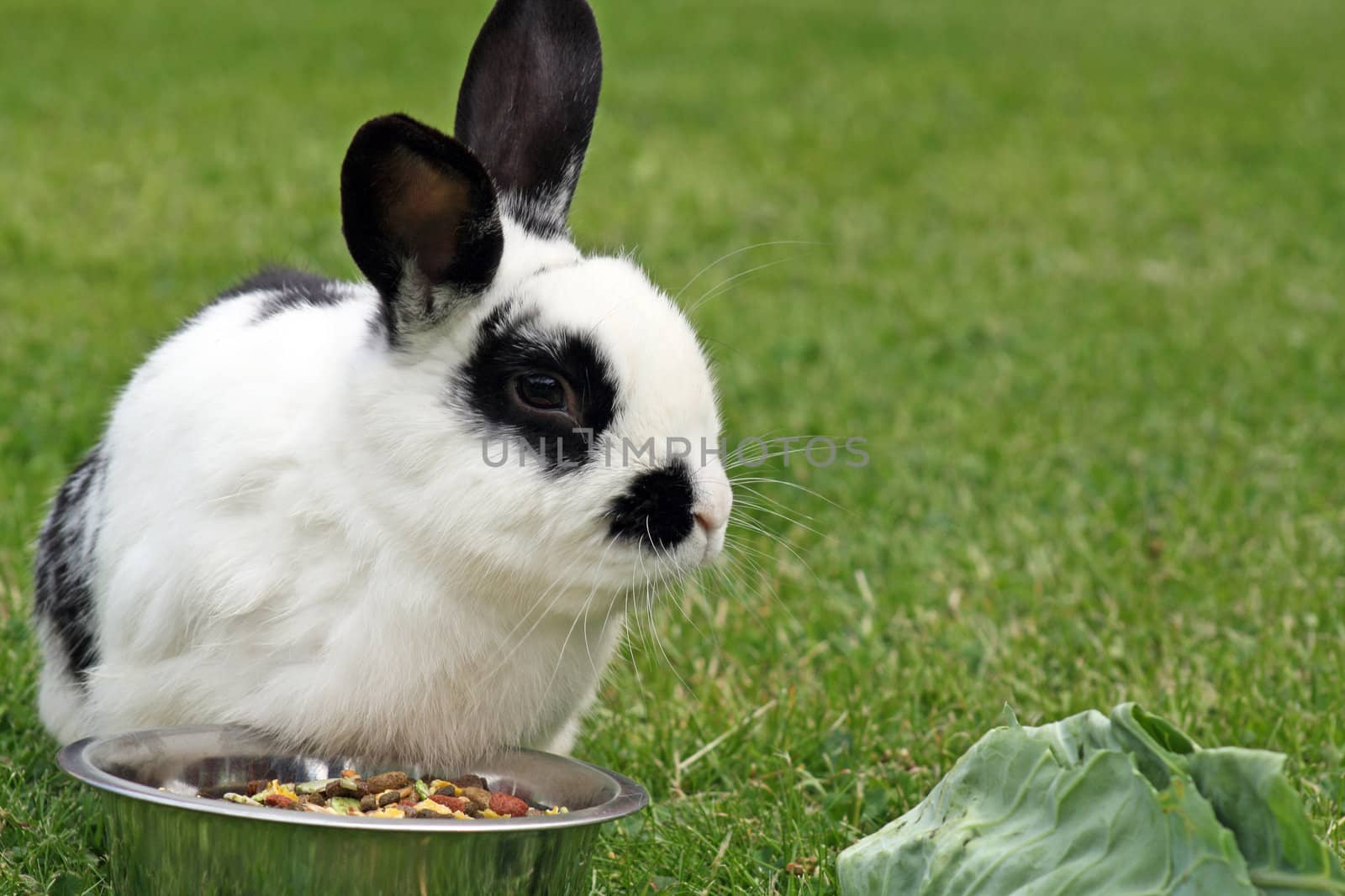 rabbit in the garden