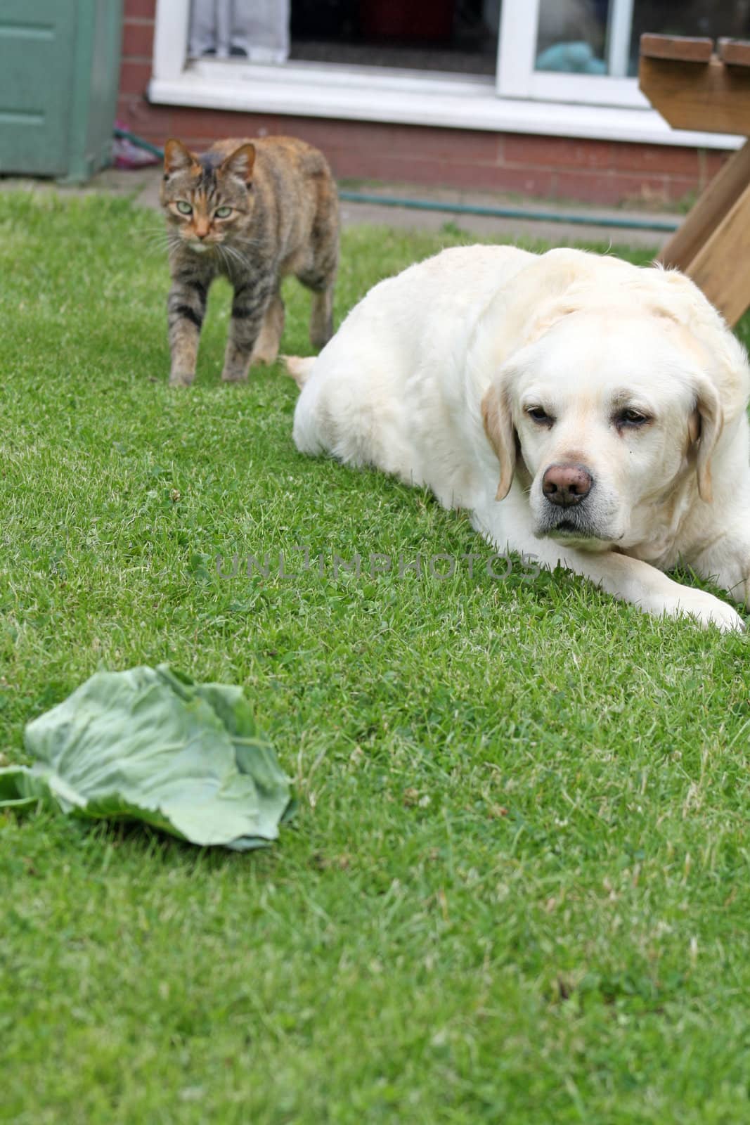 cat and dog in the garden by lizapixels