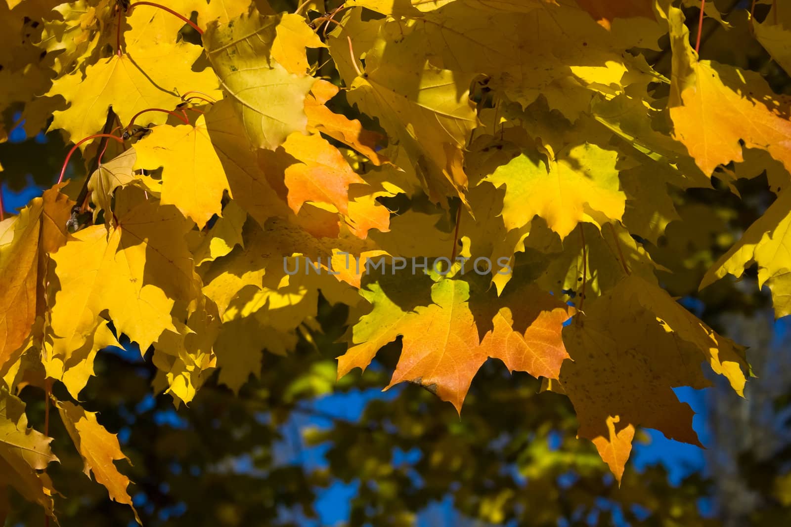 maple leaves in Kolomenskoye park, Moscow