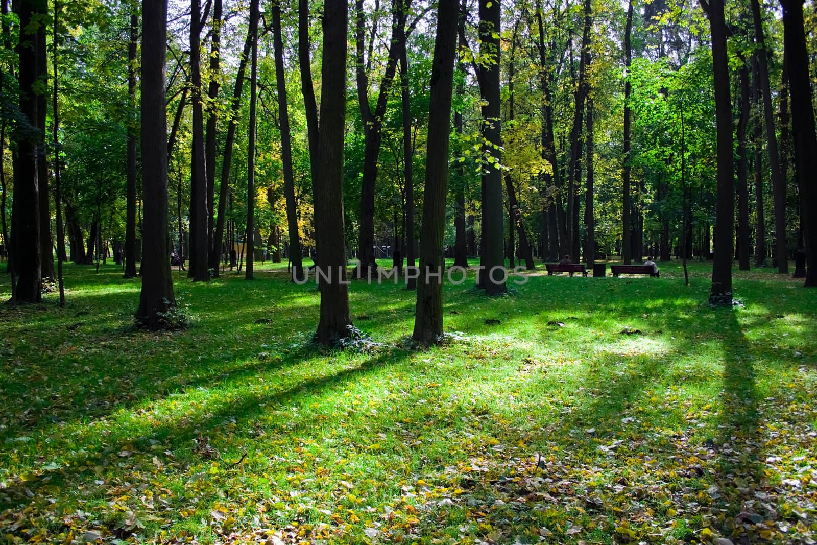 A sunny day in green park with high trees