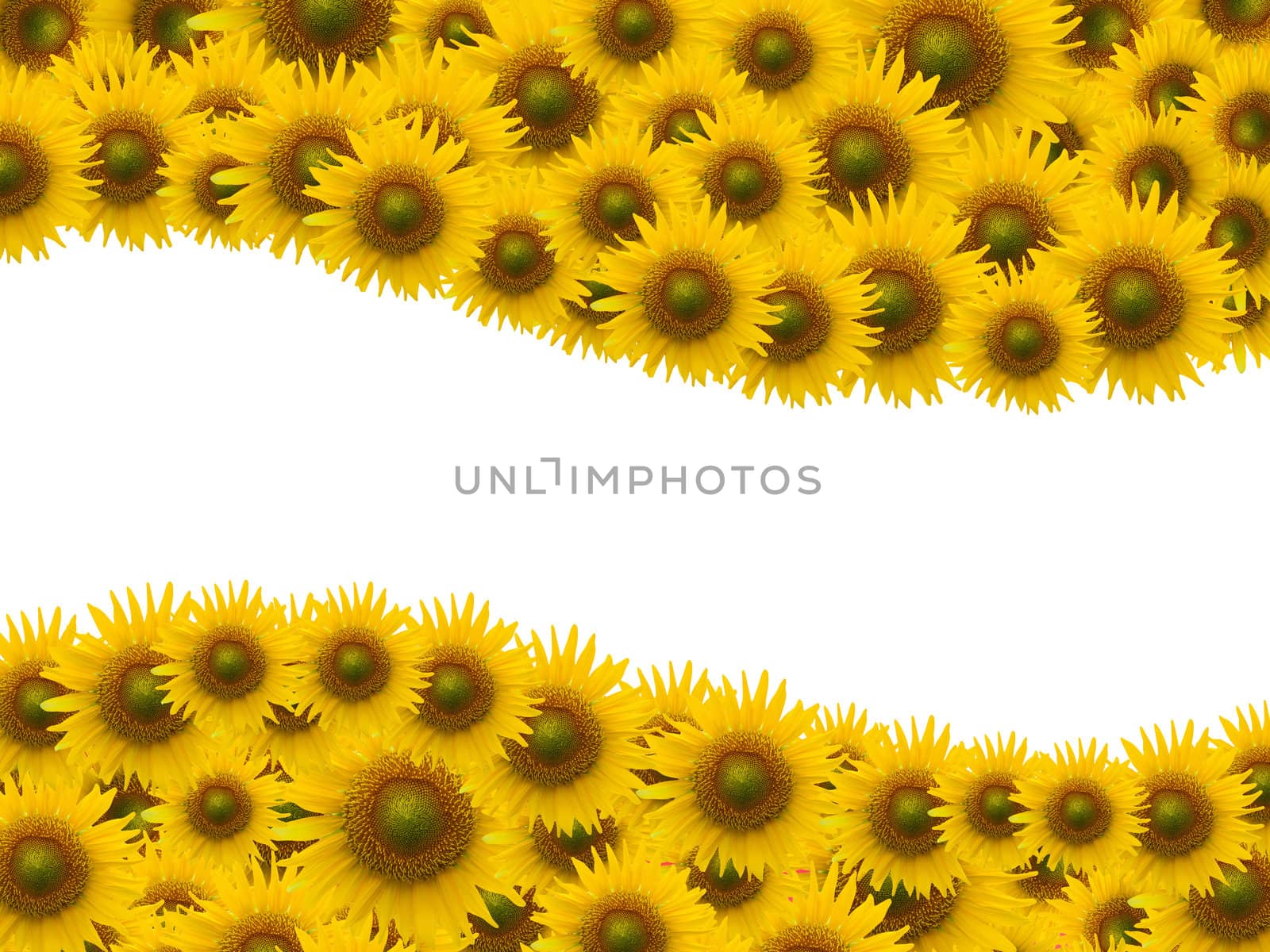 Many sunflower on white space background by jakgree