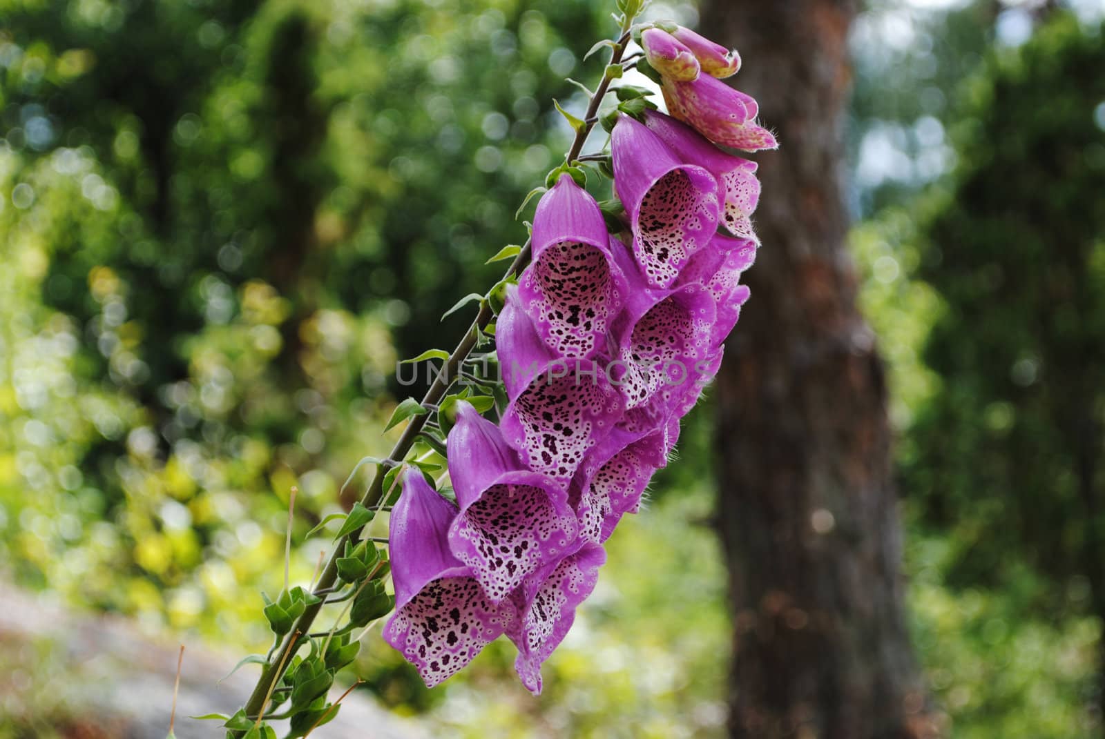 Digitalis purpurea (Common Foxglove, Purple Foxglove or Lady's Glove), is a flowering plant in the family Plantaginaceae (formerly treated in the family Scrophulariaceae), native to most of Europe.