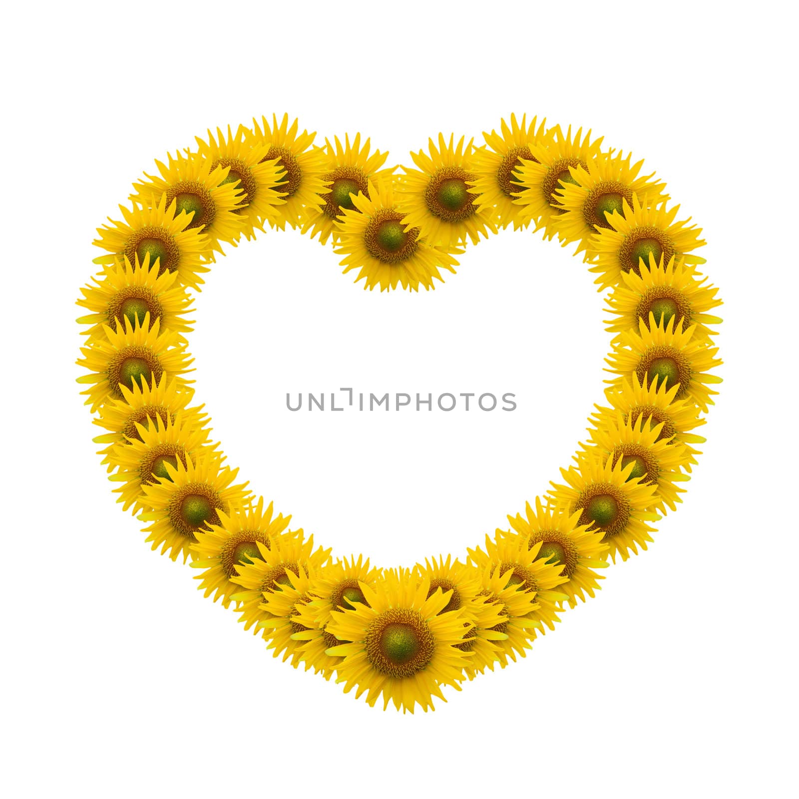 sunflower heart image isolate on white by jakgree
