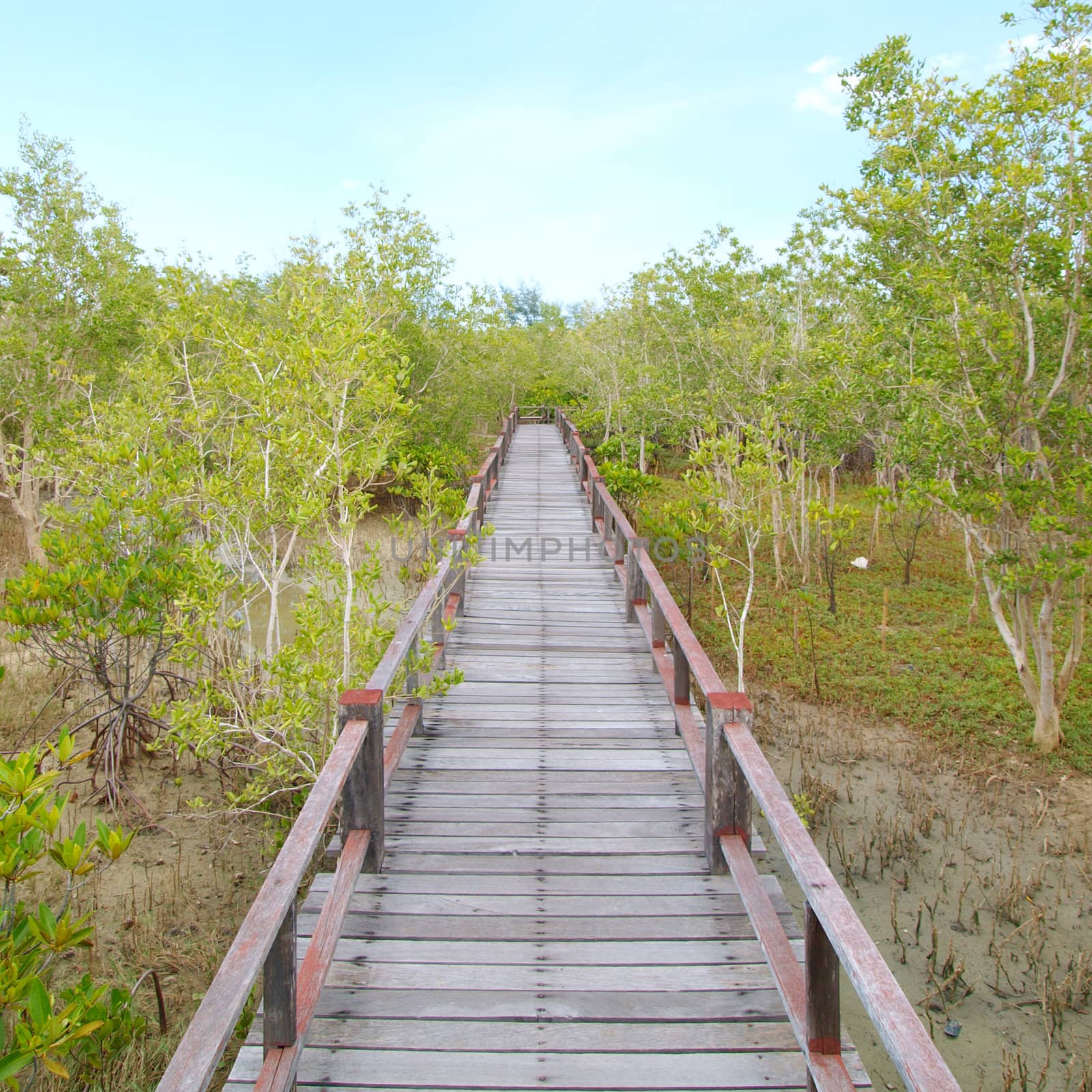 A wooden bridge on mangrove forest by jakgree