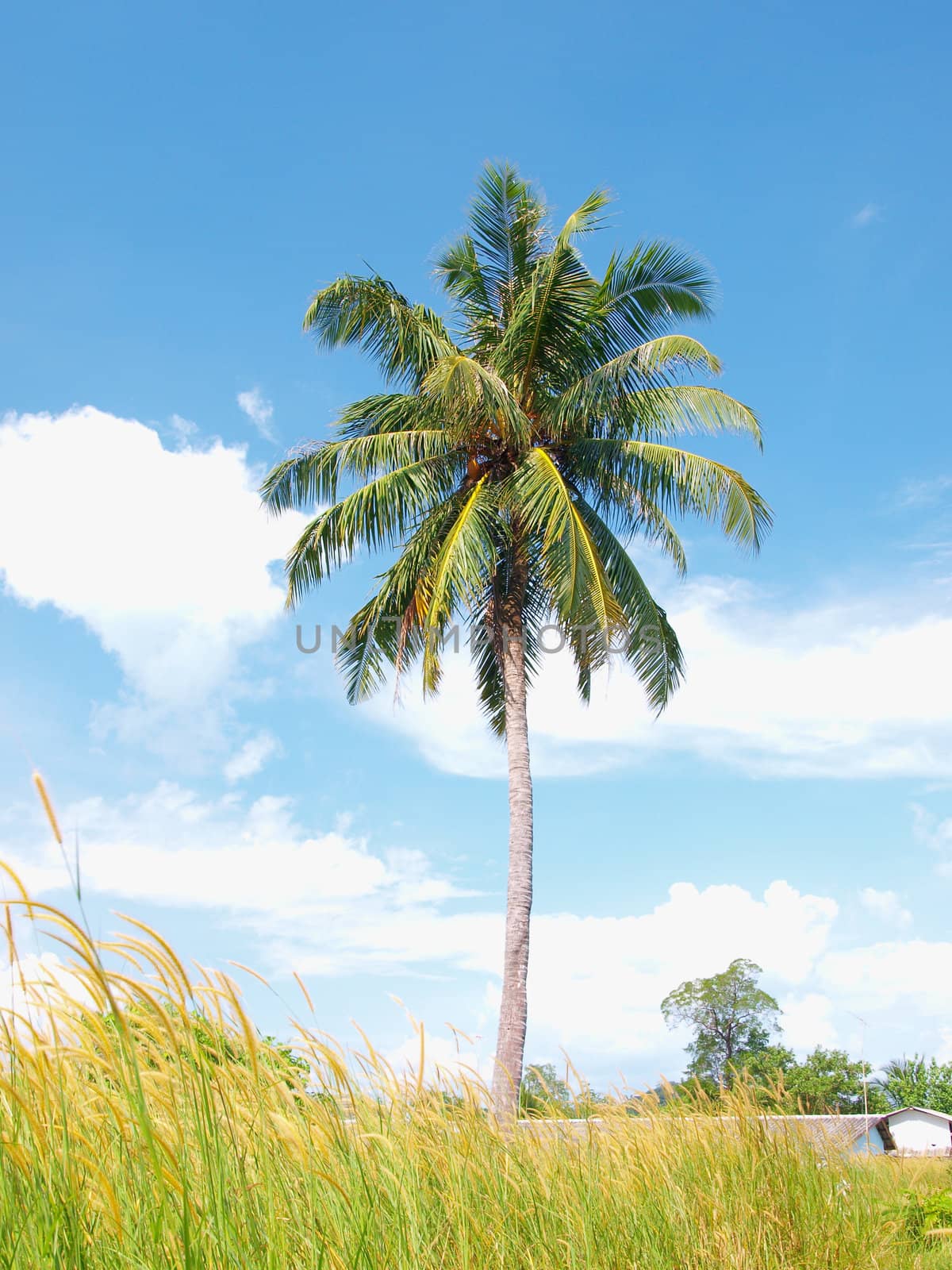 Coconut trees with blue sky and green grass in Thailand by jakgree