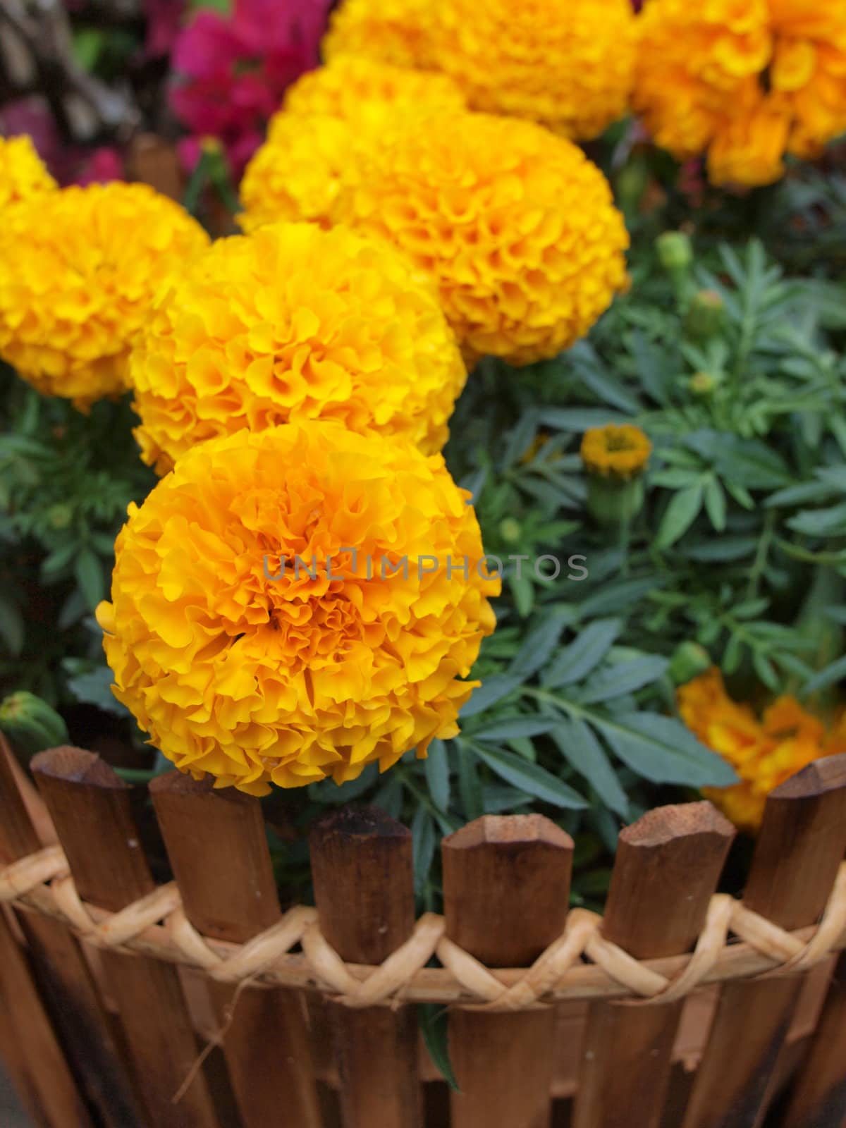 marigold flower by jakgree