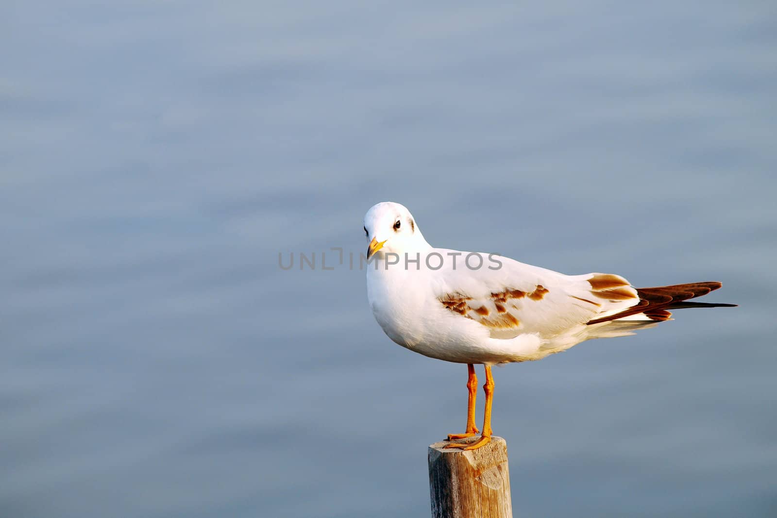 seagull by jakgree