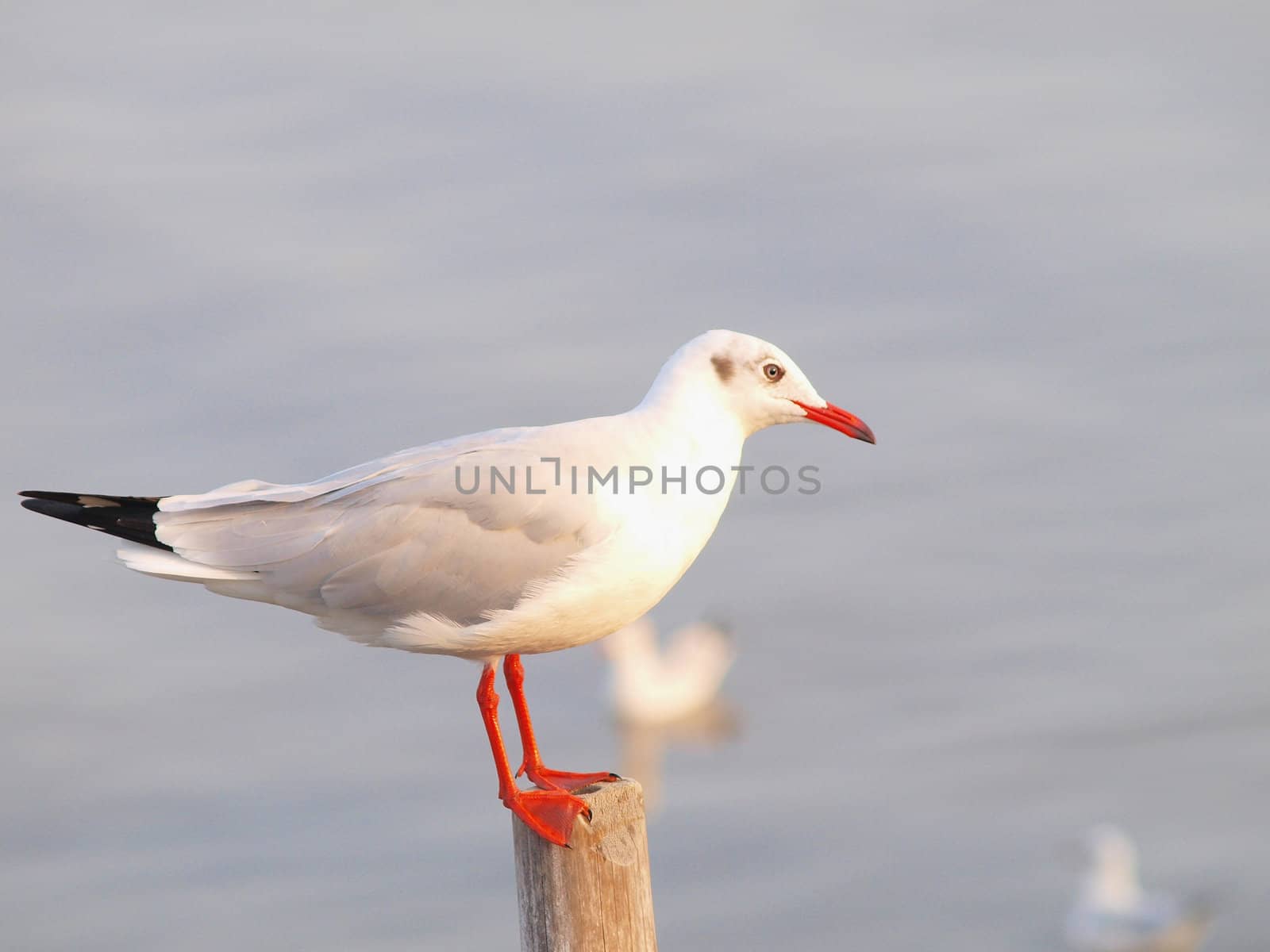 seagull by jakgree