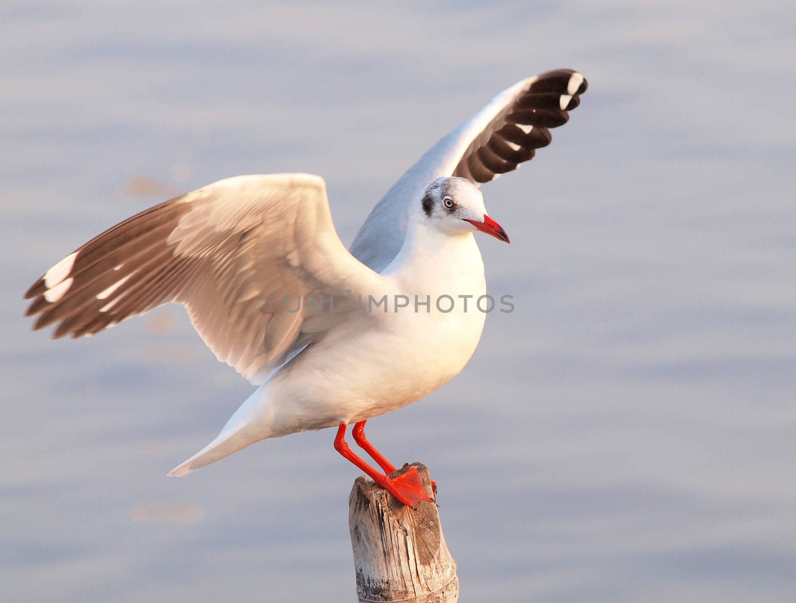 seagull by jakgree