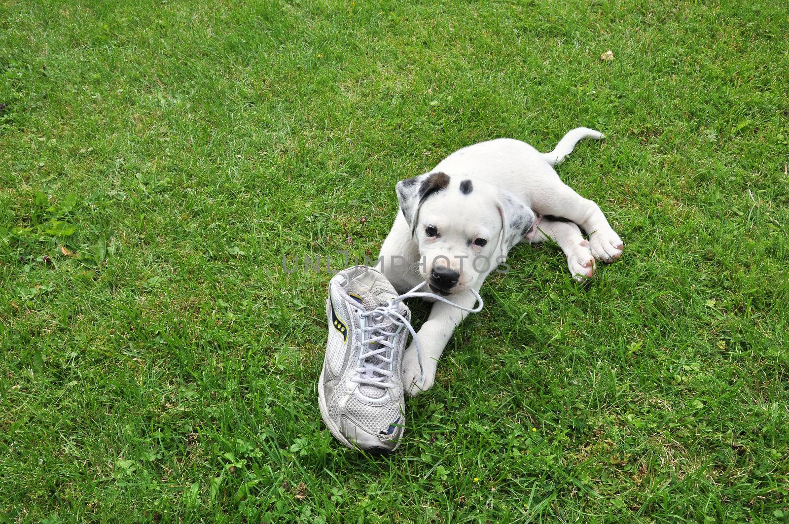 A cross between pitbull and Saint bernard puppy on grass with shoe.