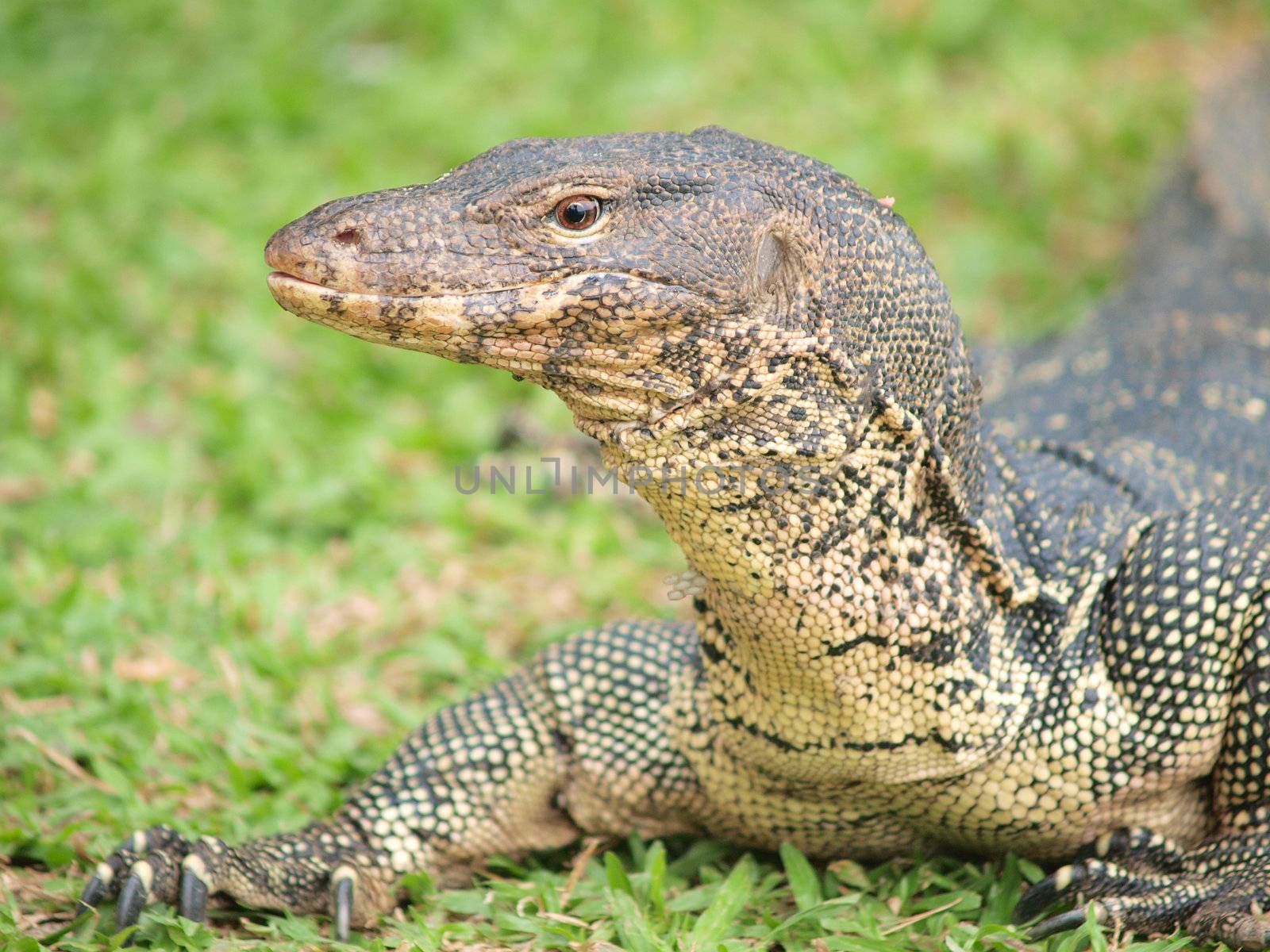 Closeup of monitor lizard - Varanus on green grass focus on the  by jakgree