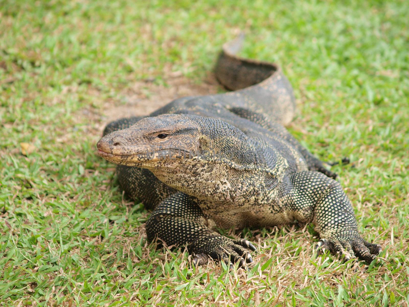 Closeup of monitor lizard - Varanus on green grass focus on the varanus eye.