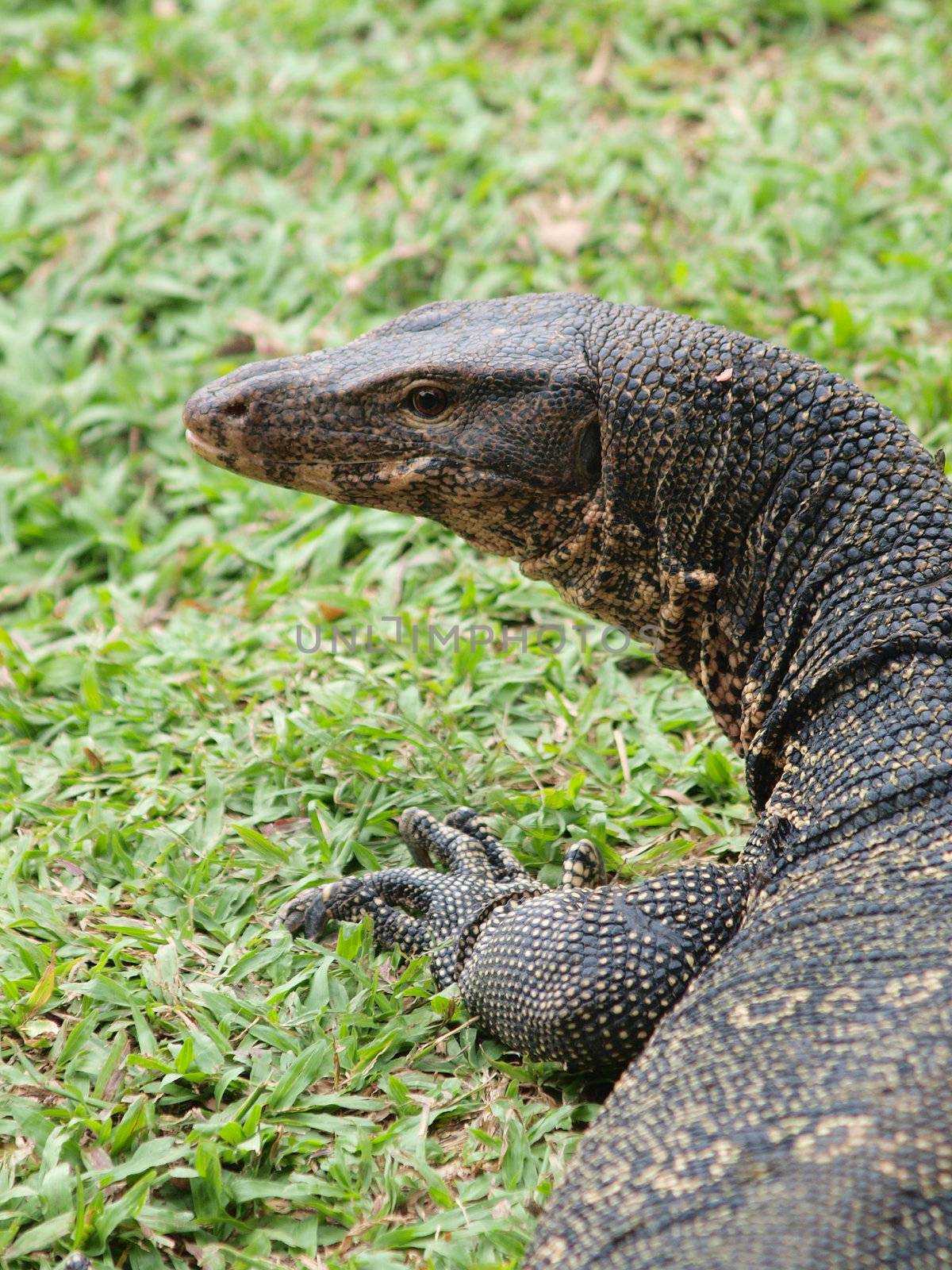 Closeup of monitor lizard - Varanus on green grass focus on the varanus eye.