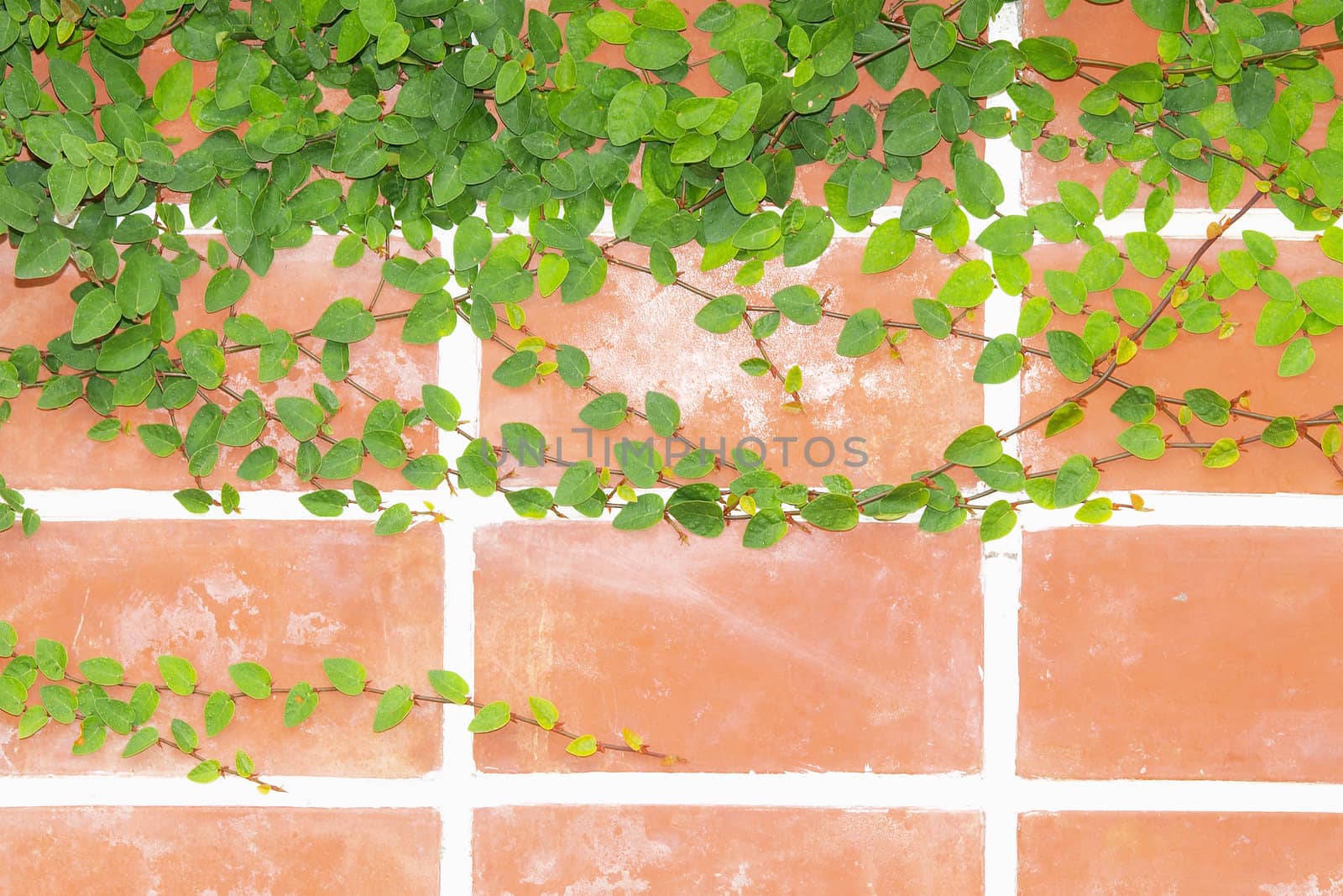wall with Ivy, background by jakgree