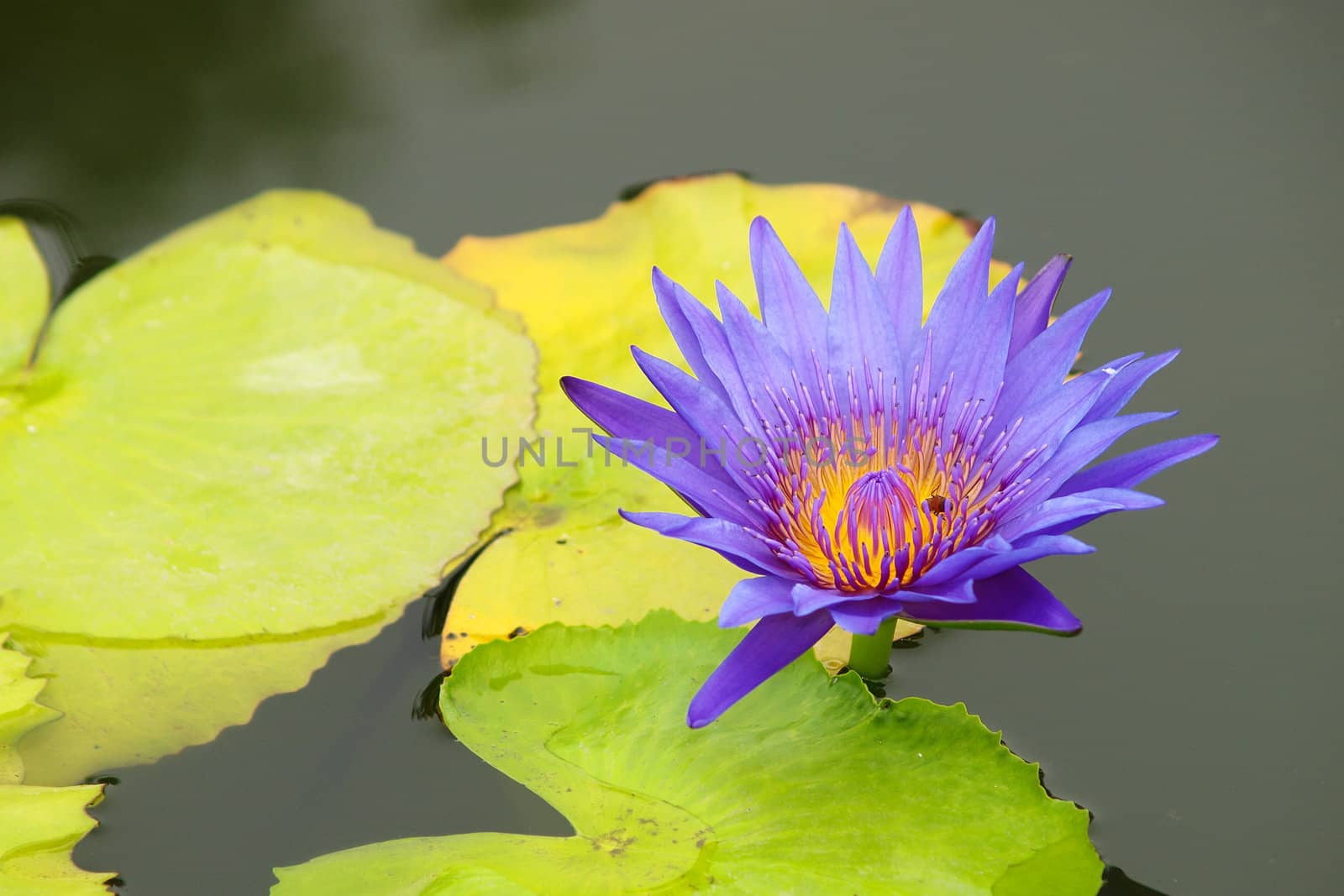 Close-up of colorful purple water lily