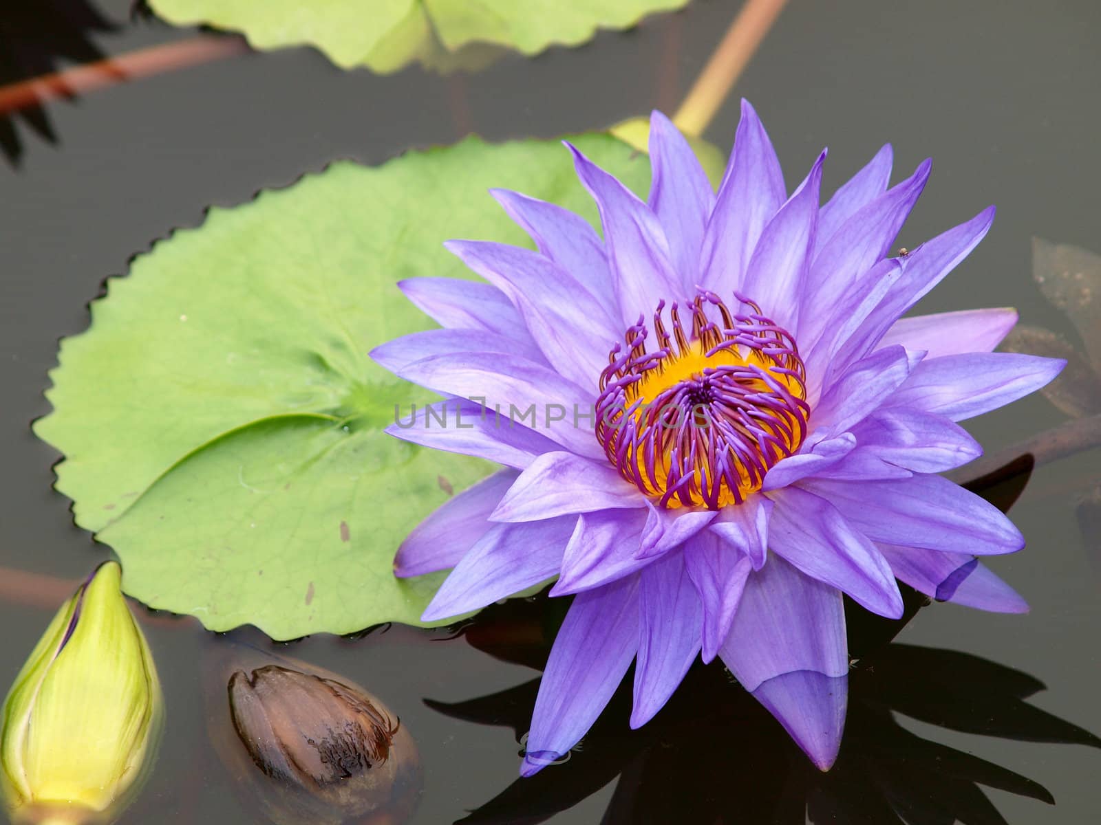 Close-up of colorful purple water lily by jakgree