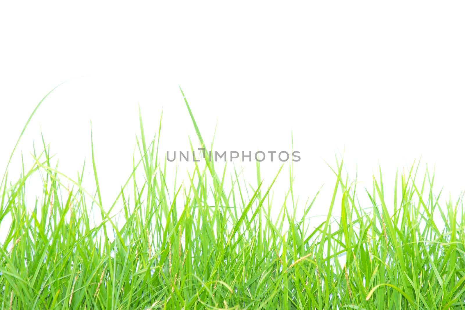 Isolated green grass on white background by jakgree
