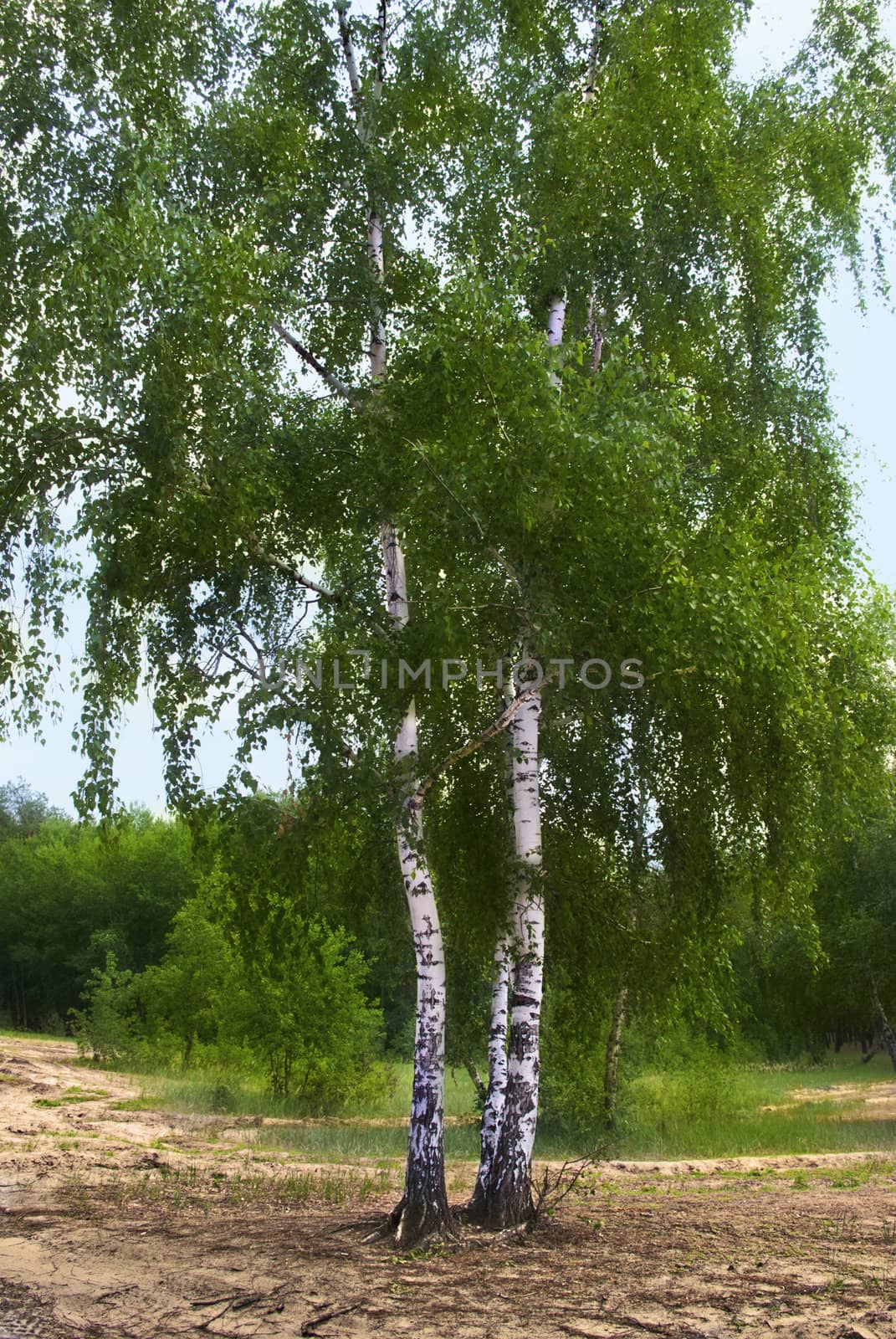Birch tree  in forest, East Europe