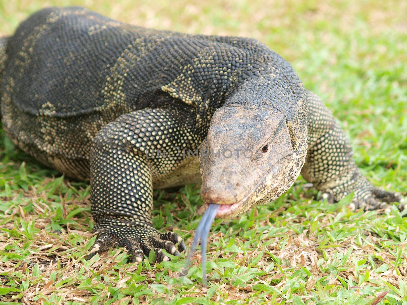 Closeup of monitor lizard - Varanus on green grass focus on the  by jakgree