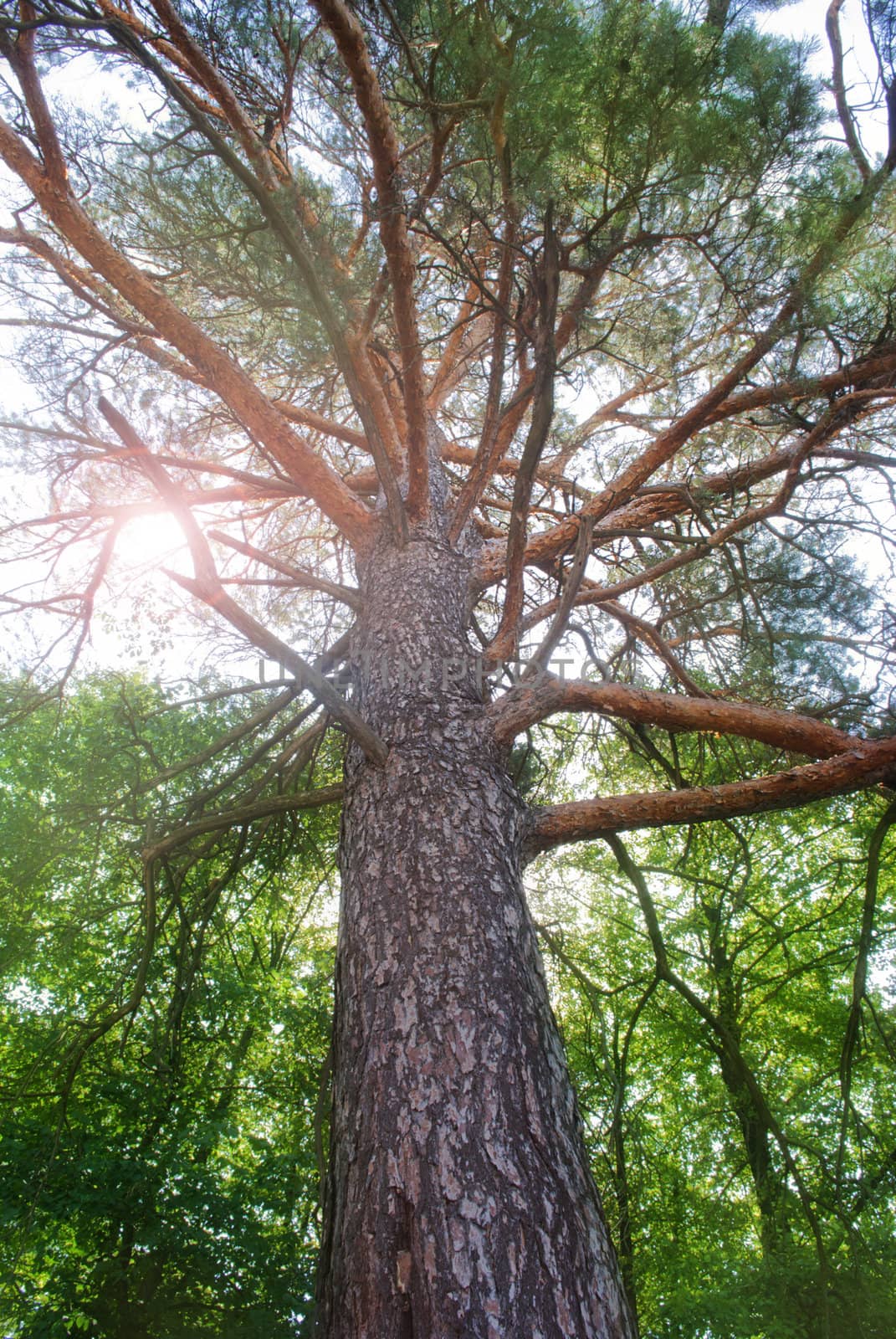 Pine tree in forest, bottom view