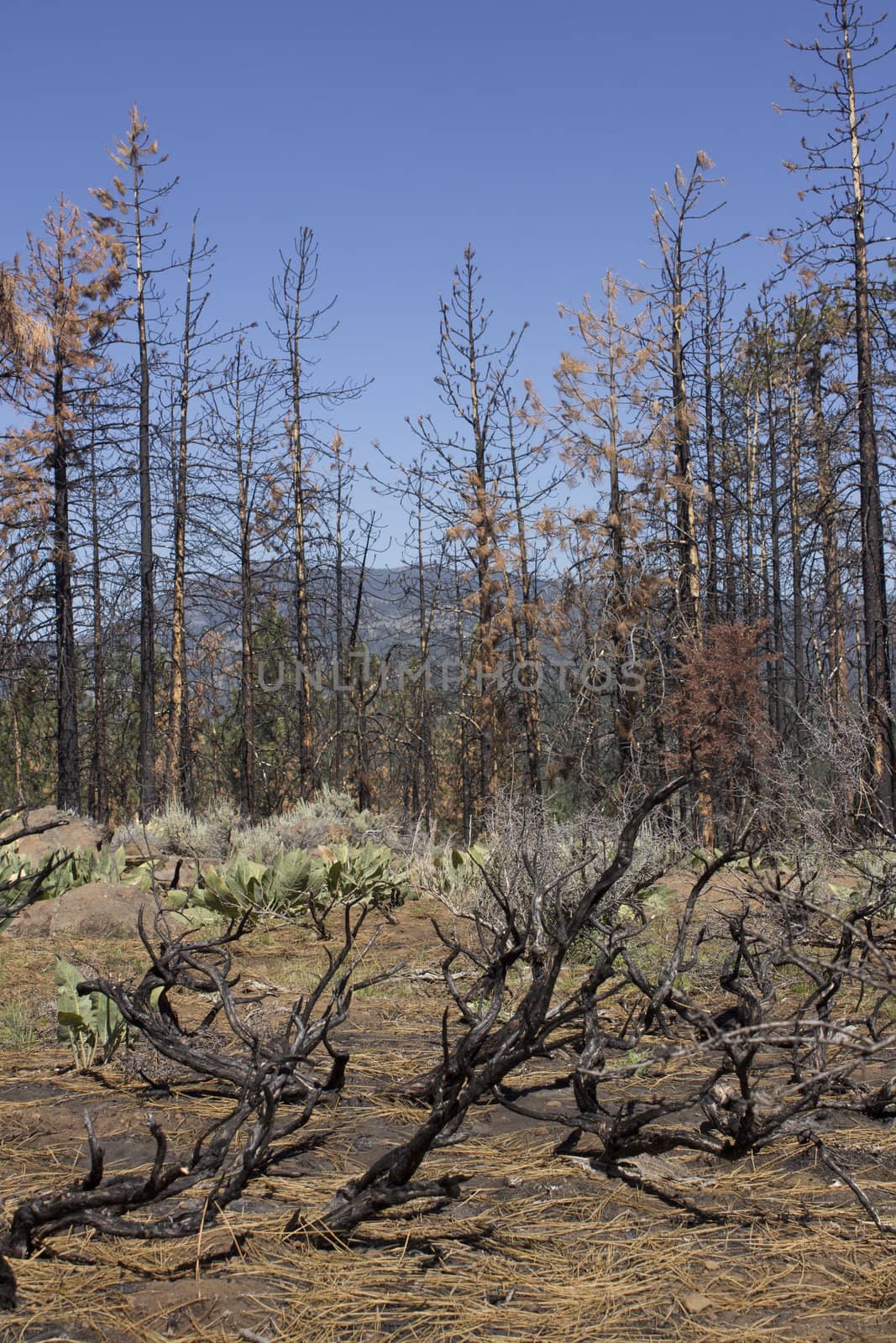 after math of a forest fire in the high sierras.